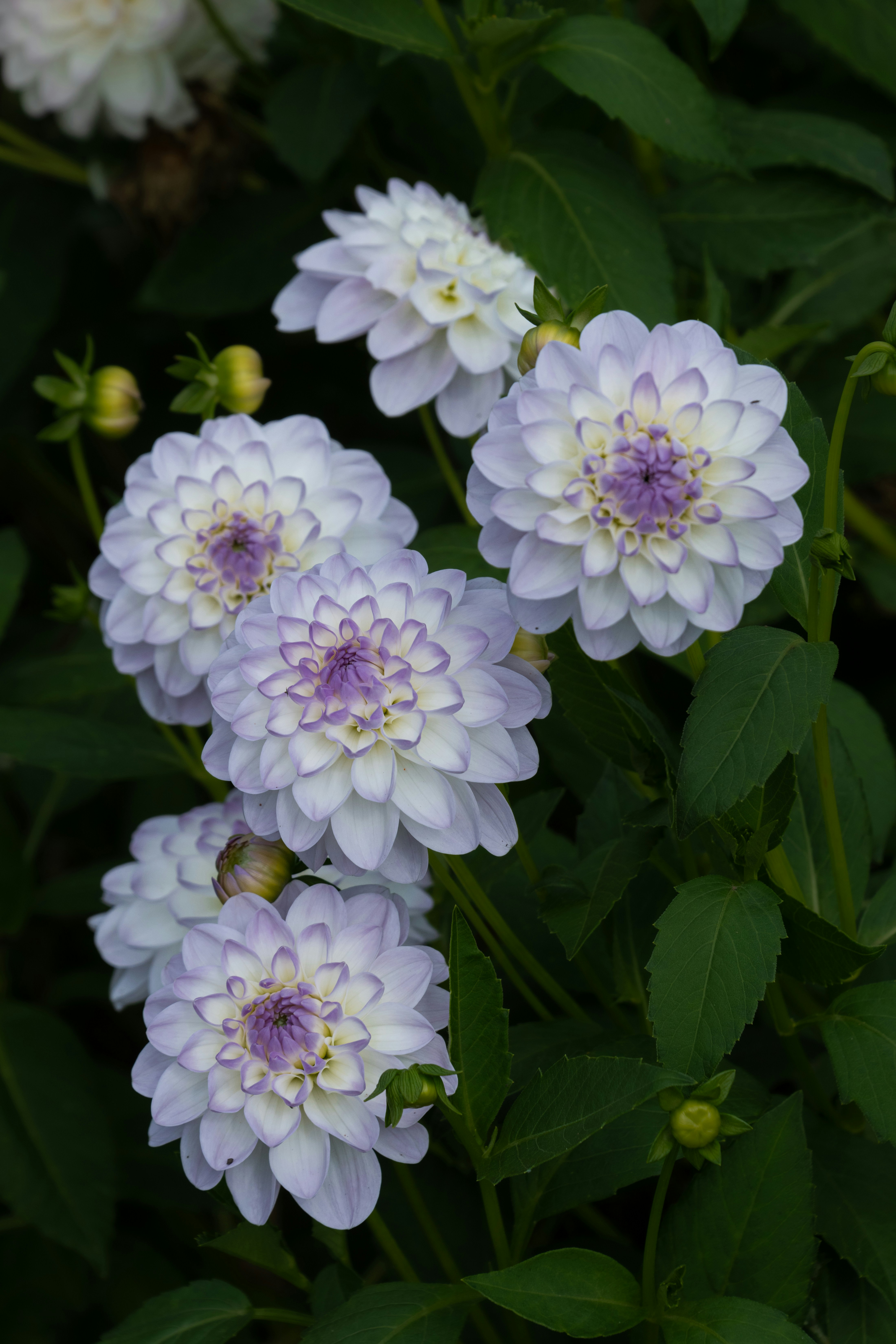 White and purple dahlia flowers blooming among green leaves in a garden