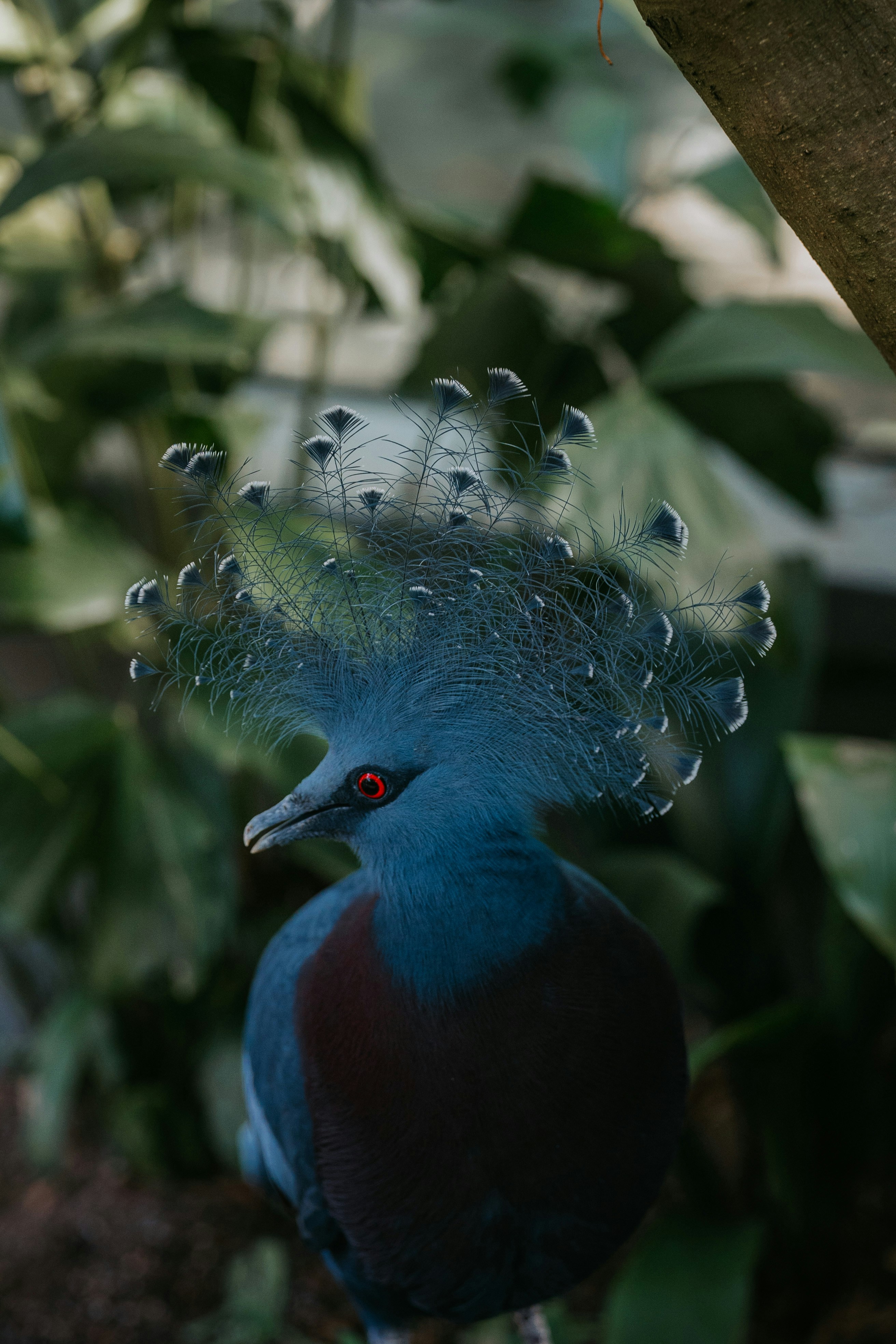 A western crowned pigeon with a blue crest and red eyes in foliage