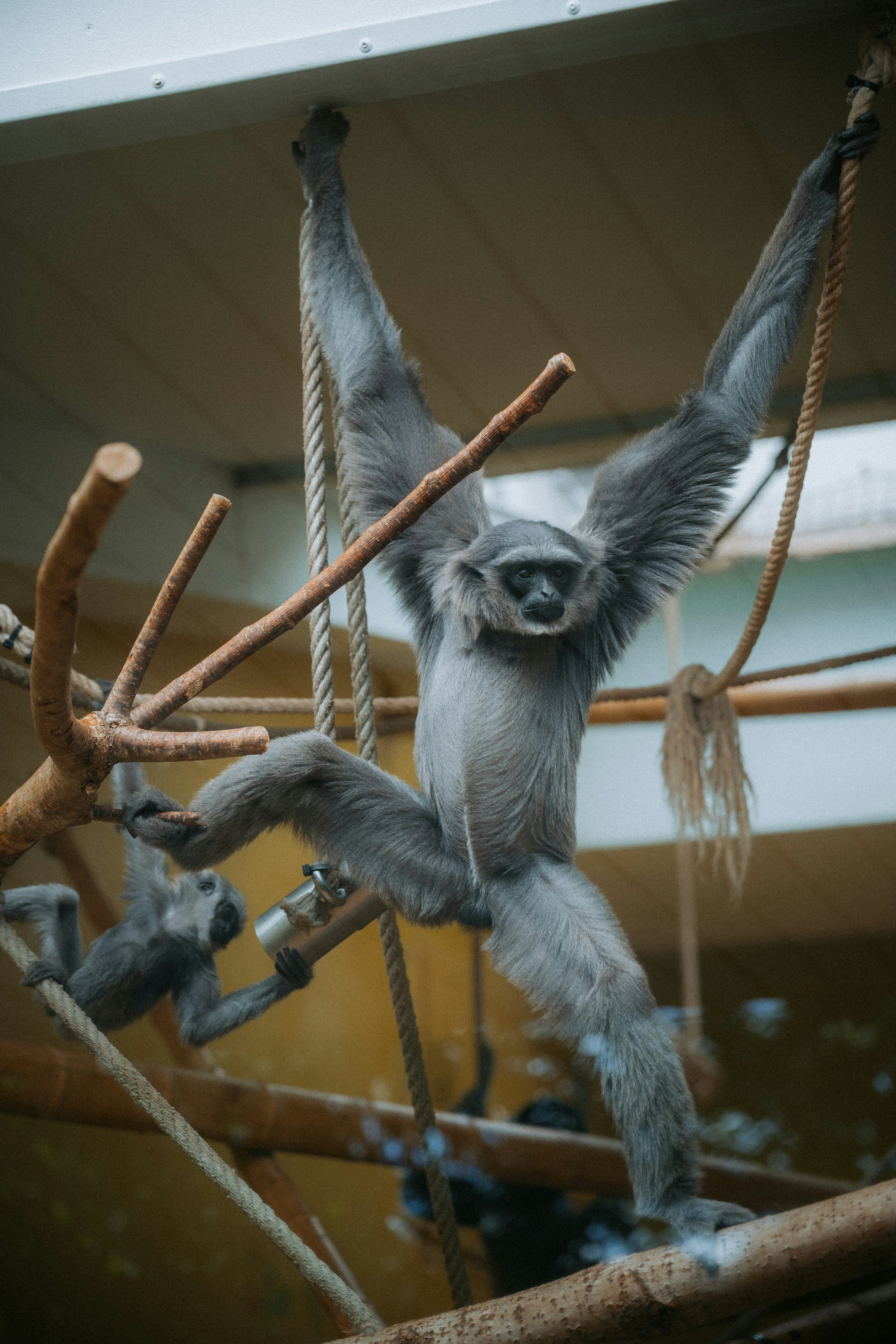 A grey gibbon hanging from ropes with a smaller gibbon nearby