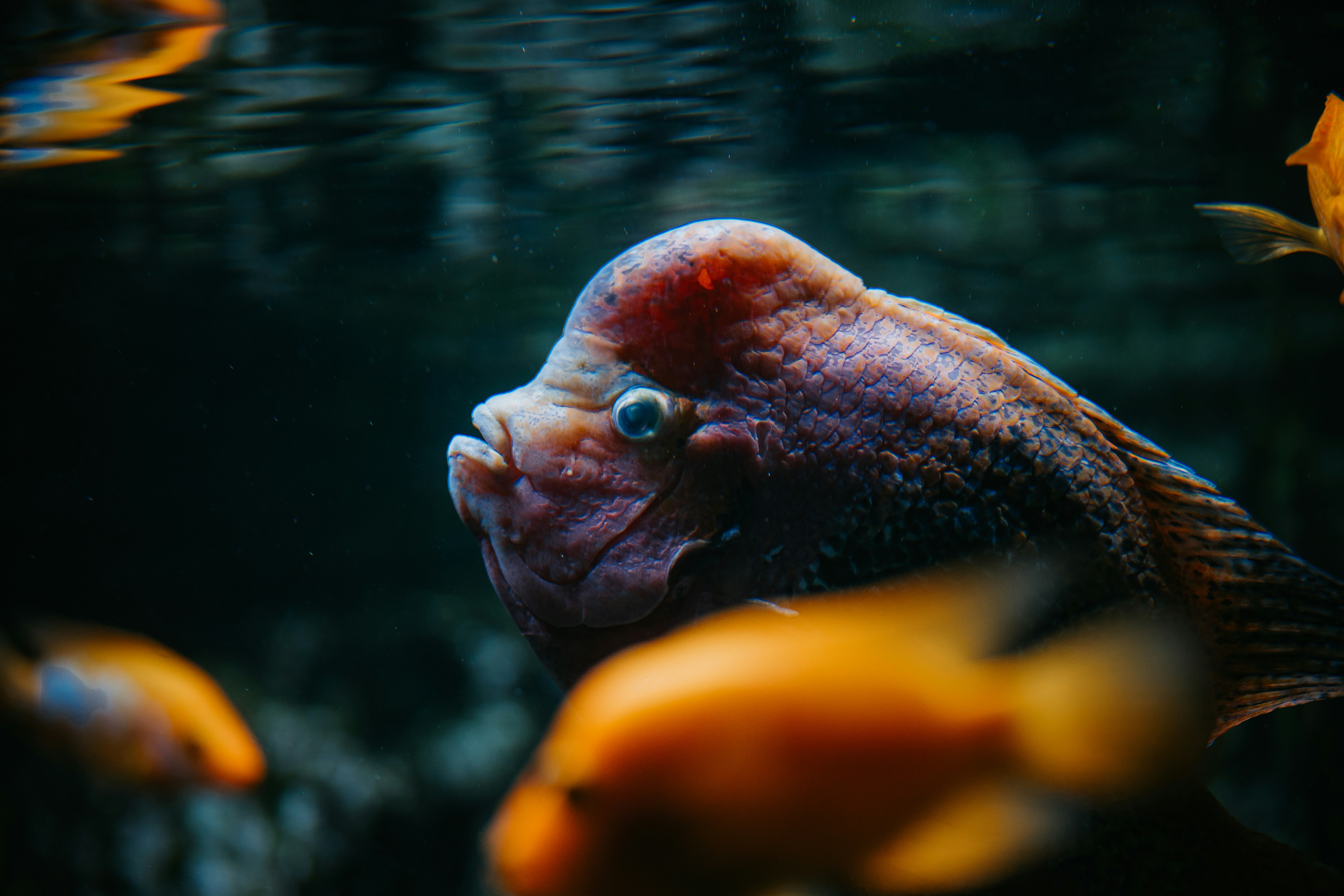 A flowerhorn cichlid fish with a prominent nuchal hump swimming in dark water