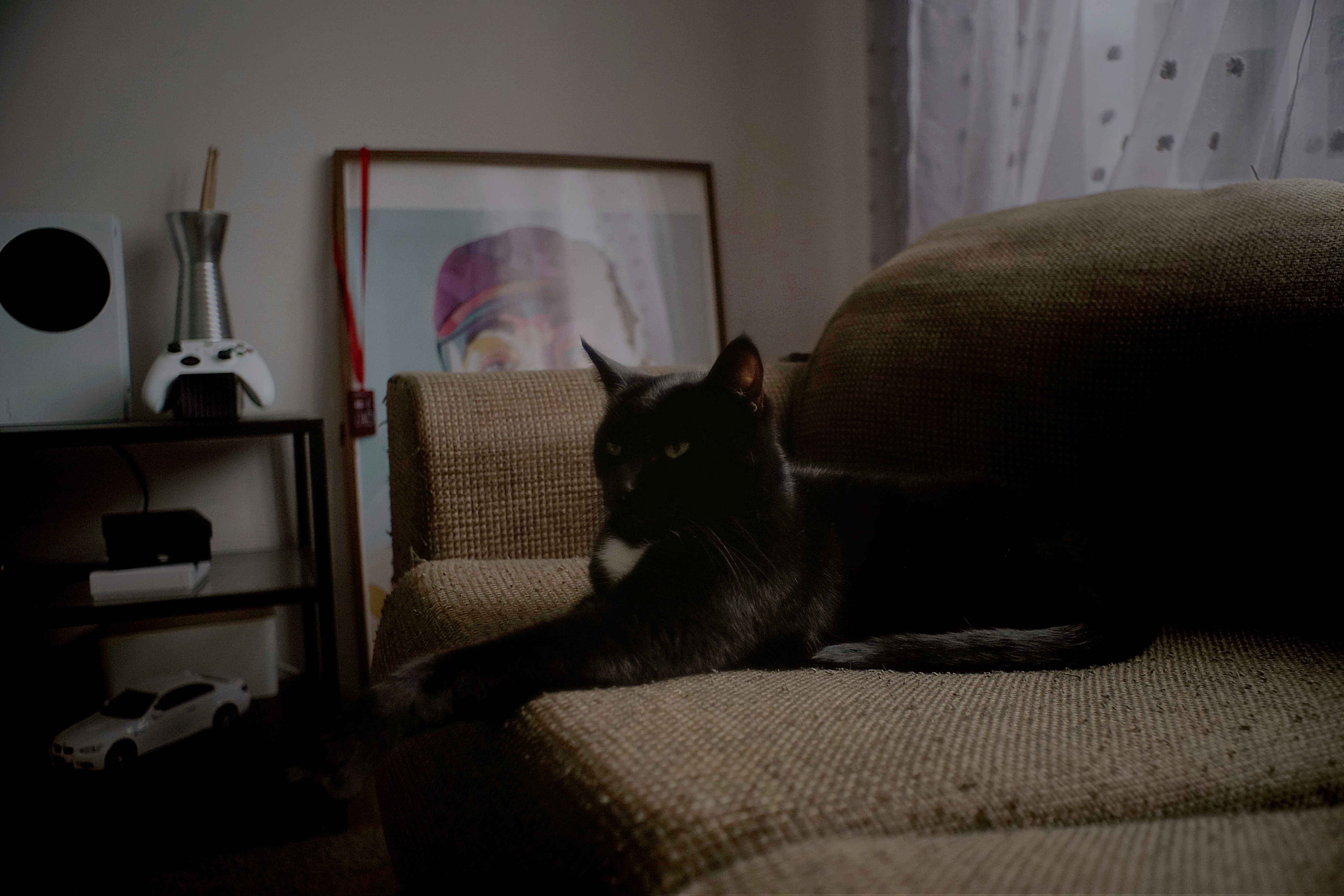 A black cat with a white chest patch resting on a textured sofa