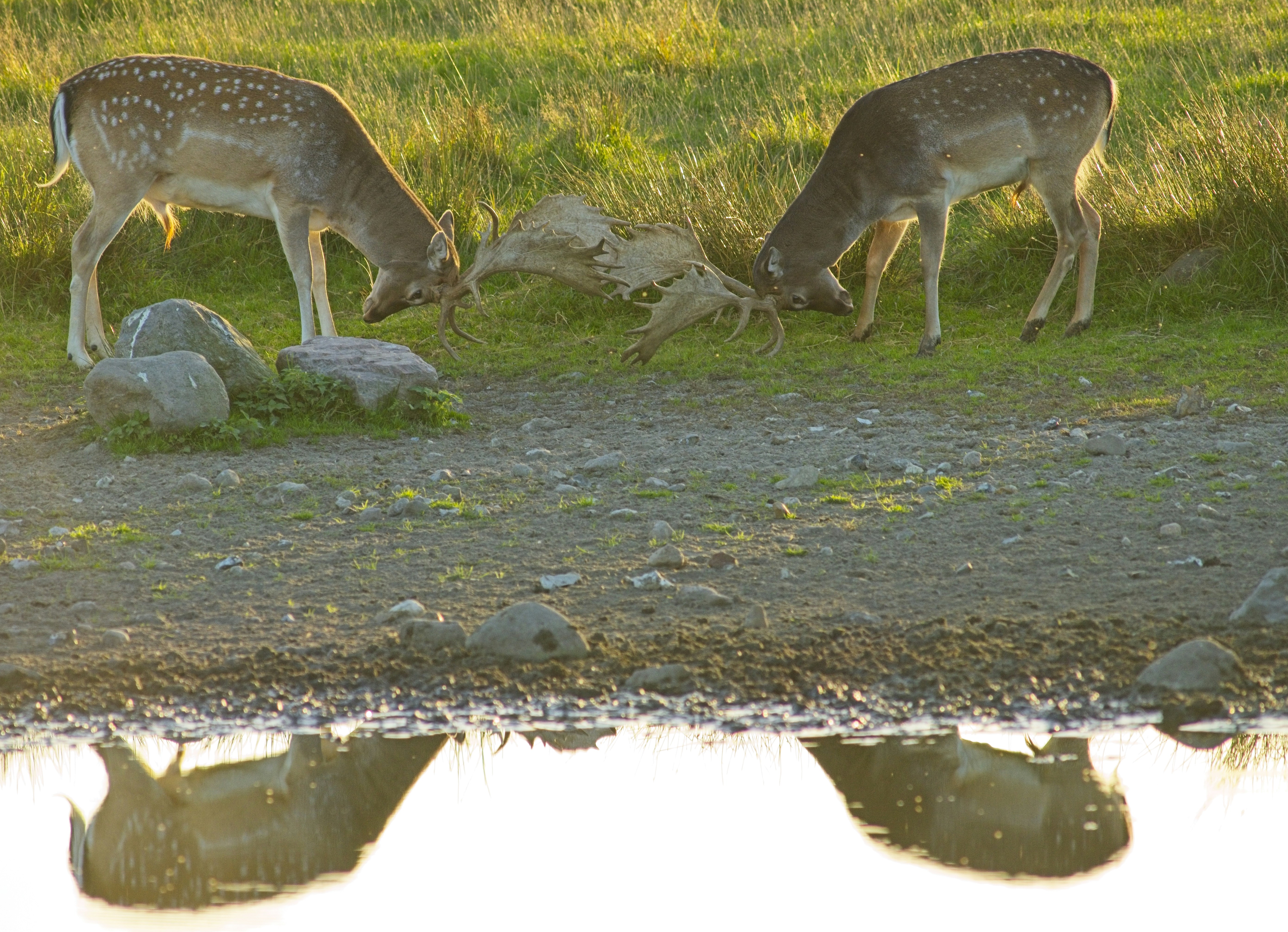 Zwei Damhirsche, die sich auf einem grasbewachsenen Ufer neben einem reflektierenden Teich zusammenreißen