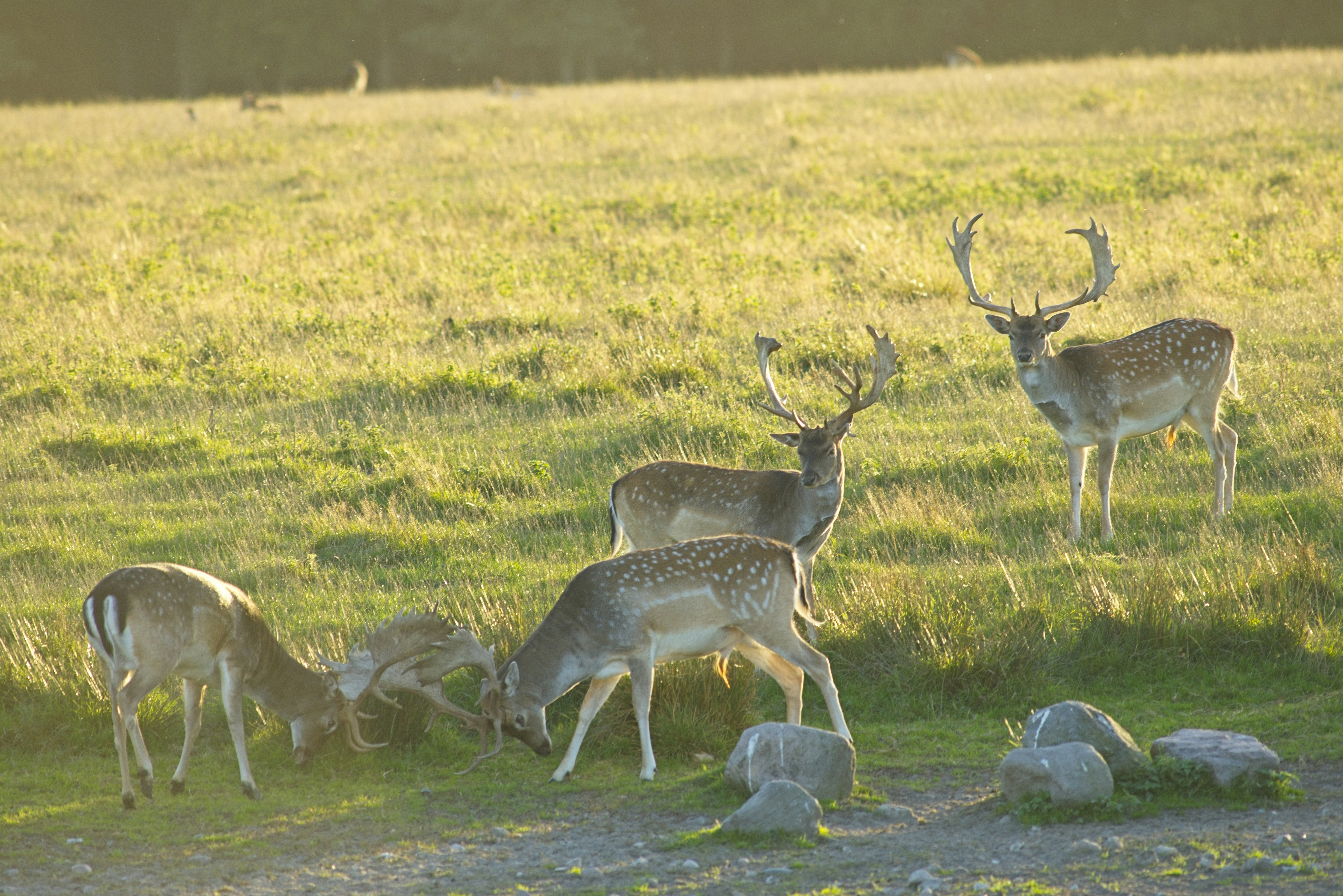 Four fallow deer in a grassy meadow during the golden hour