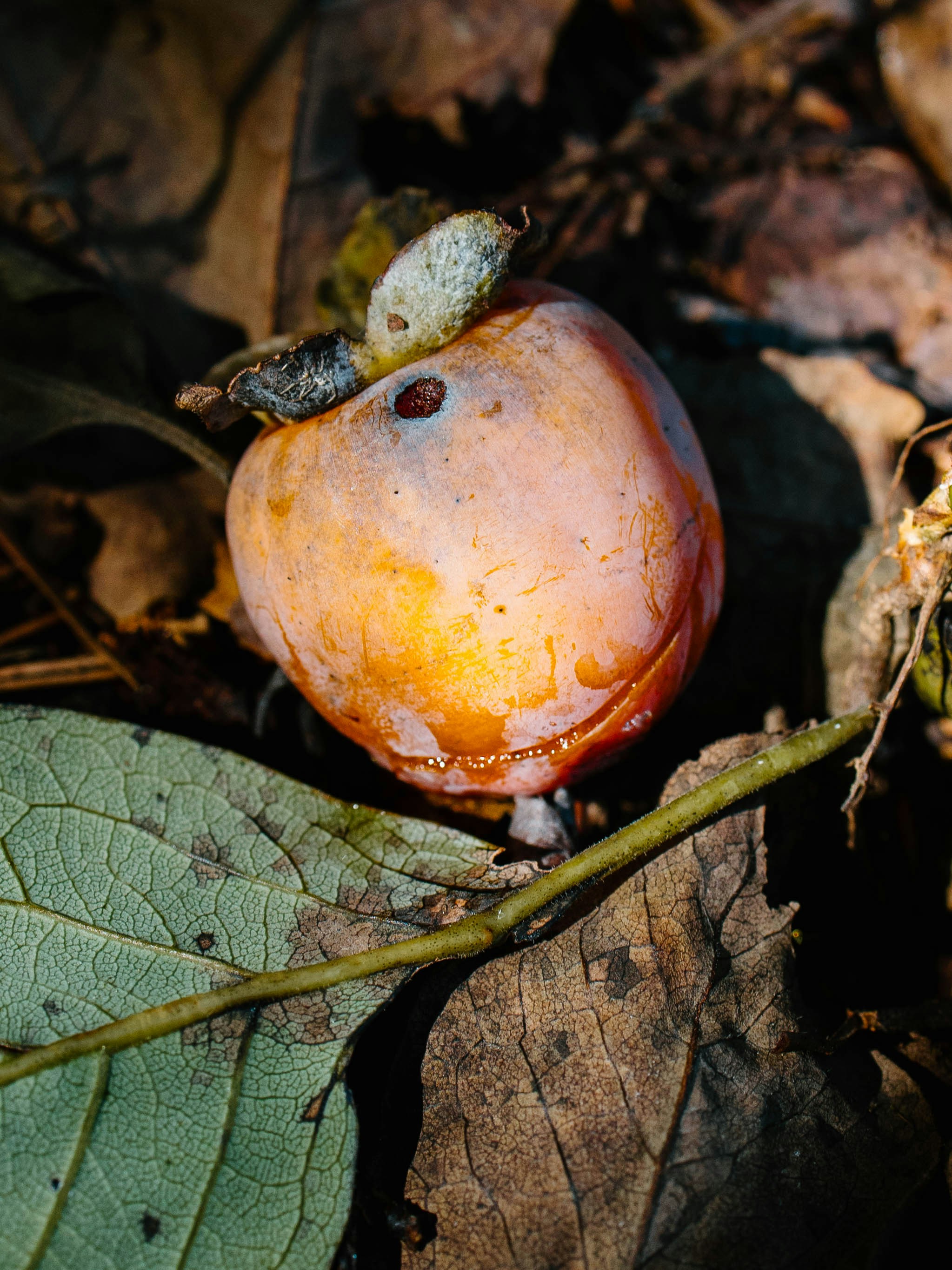 Eine reife orangefarbene Persimmon, die auf trockenen, braunen Blättern auf dem Waldboden ruht
