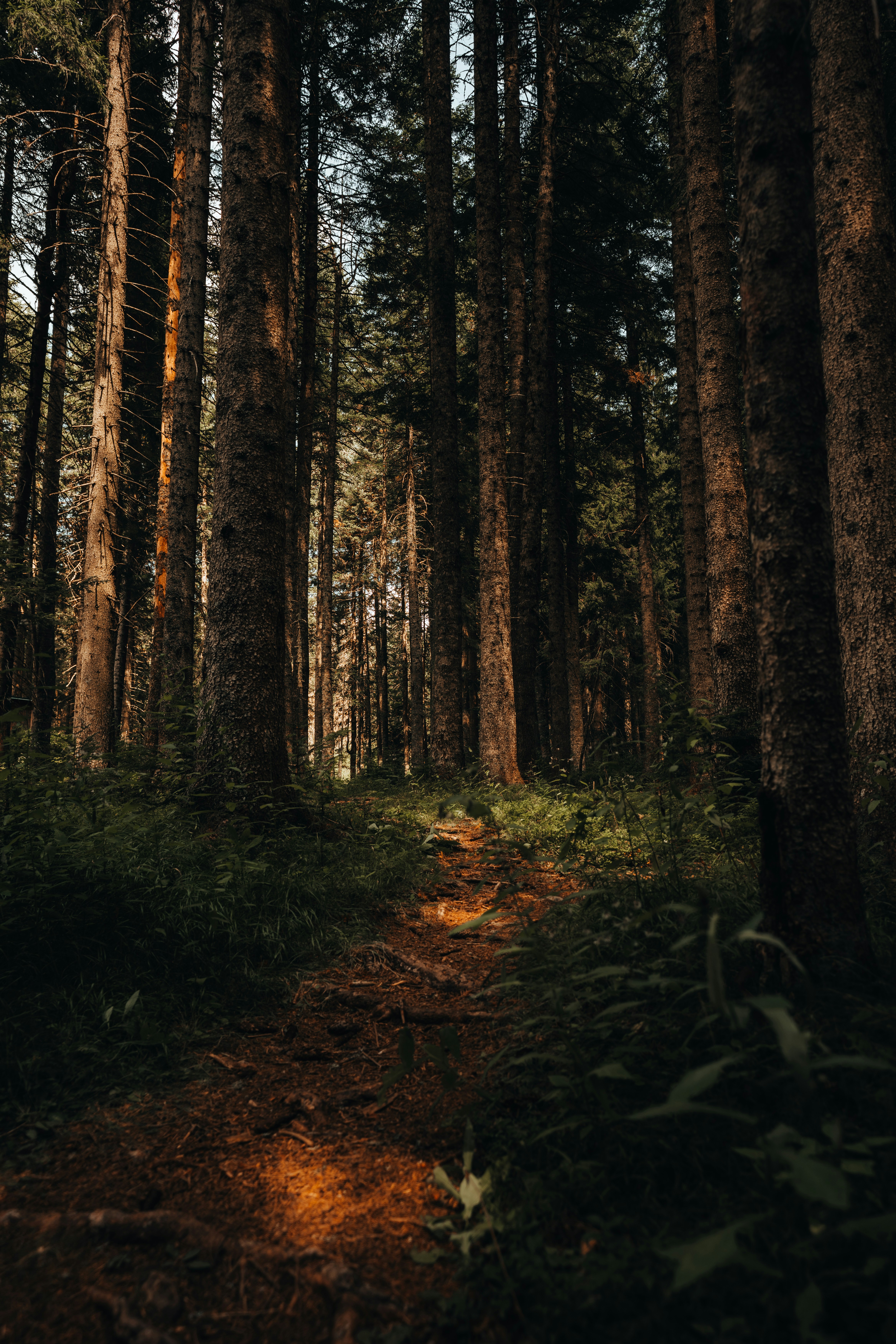 A narrow dirt path winding through a dense forest of tall pine trees