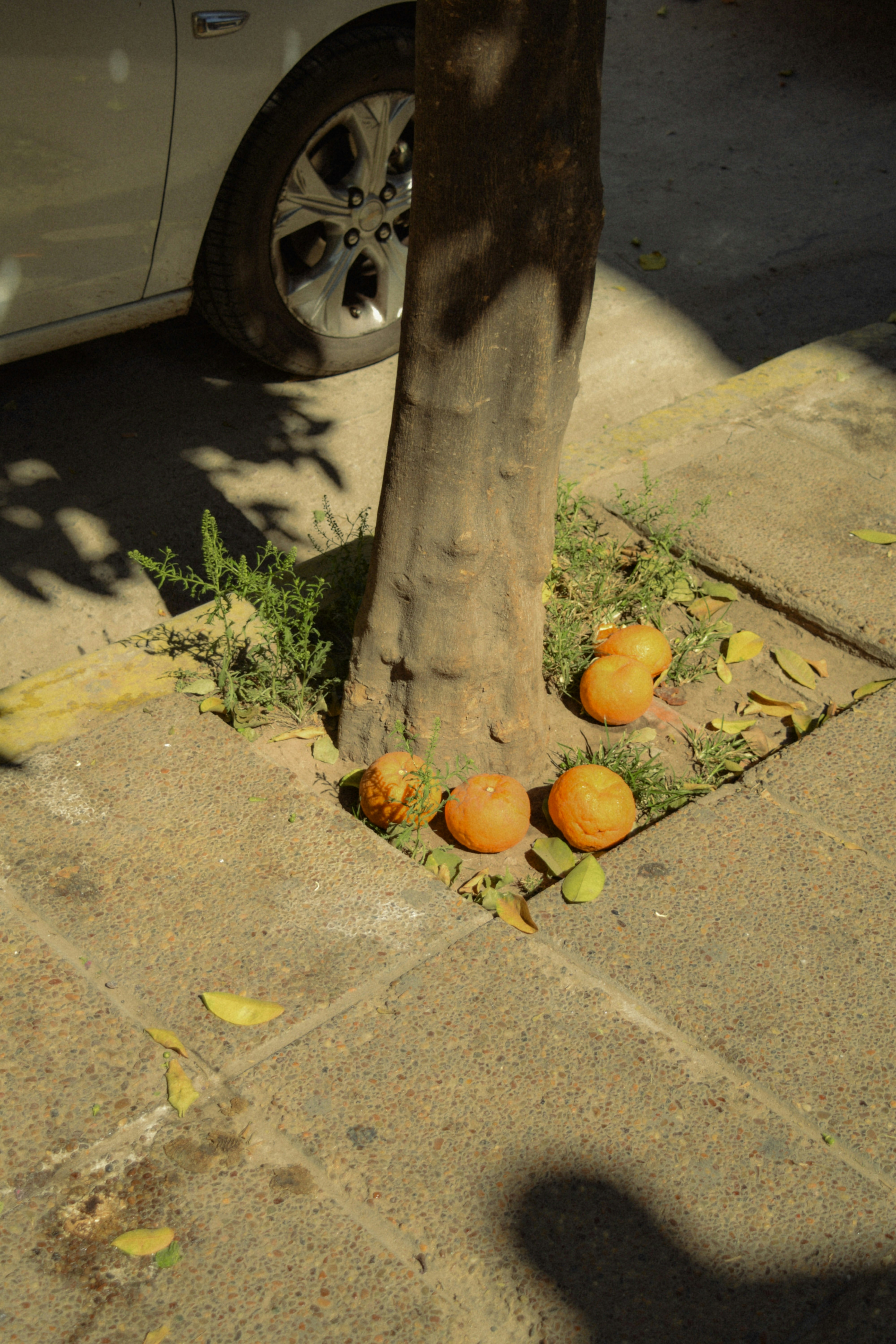 Cinco naranjas en el suelo alrededor de un tronco de árbol en una acera pavimentada