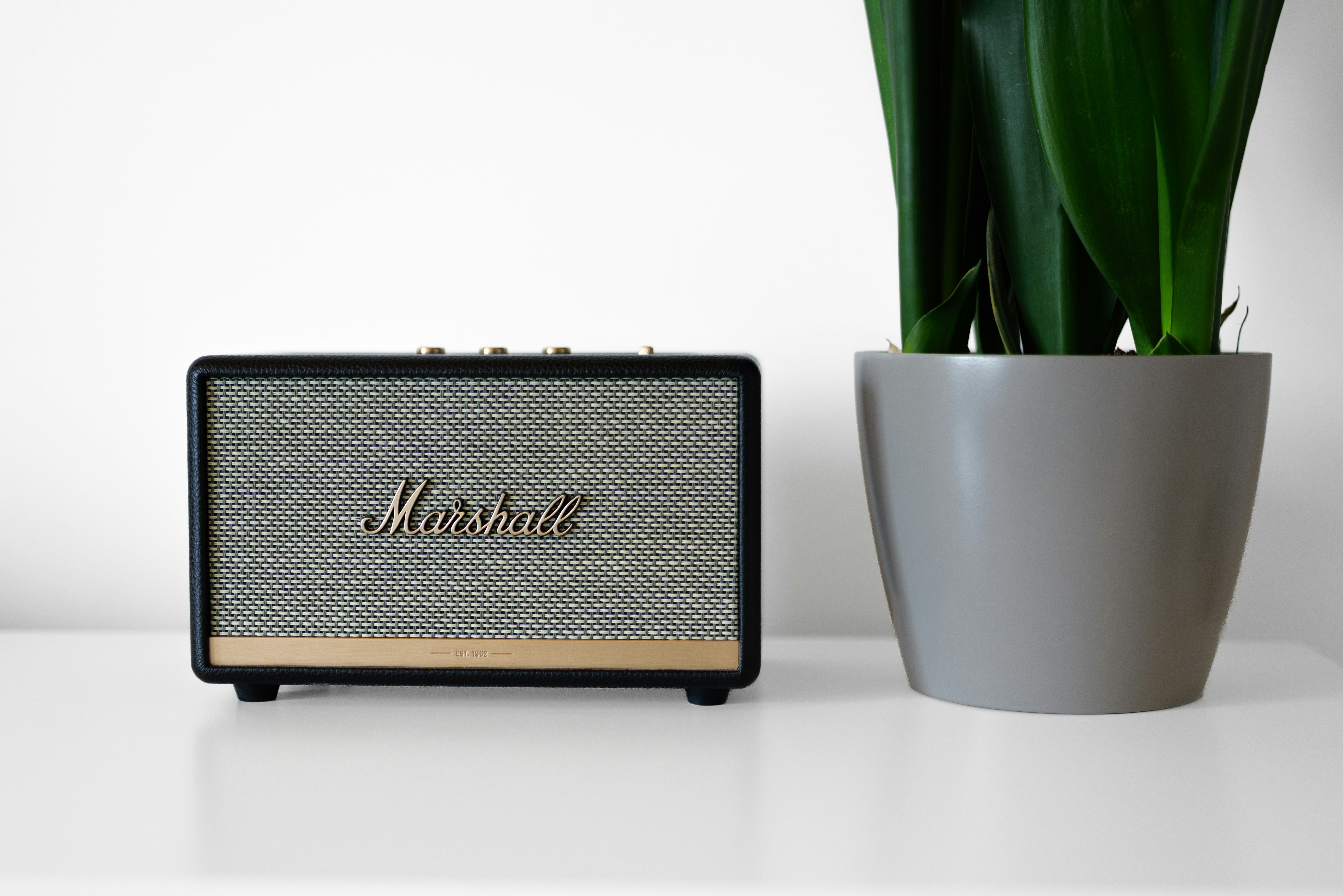 A Marshall speaker beside a snake plant in a grey pot on a white surface