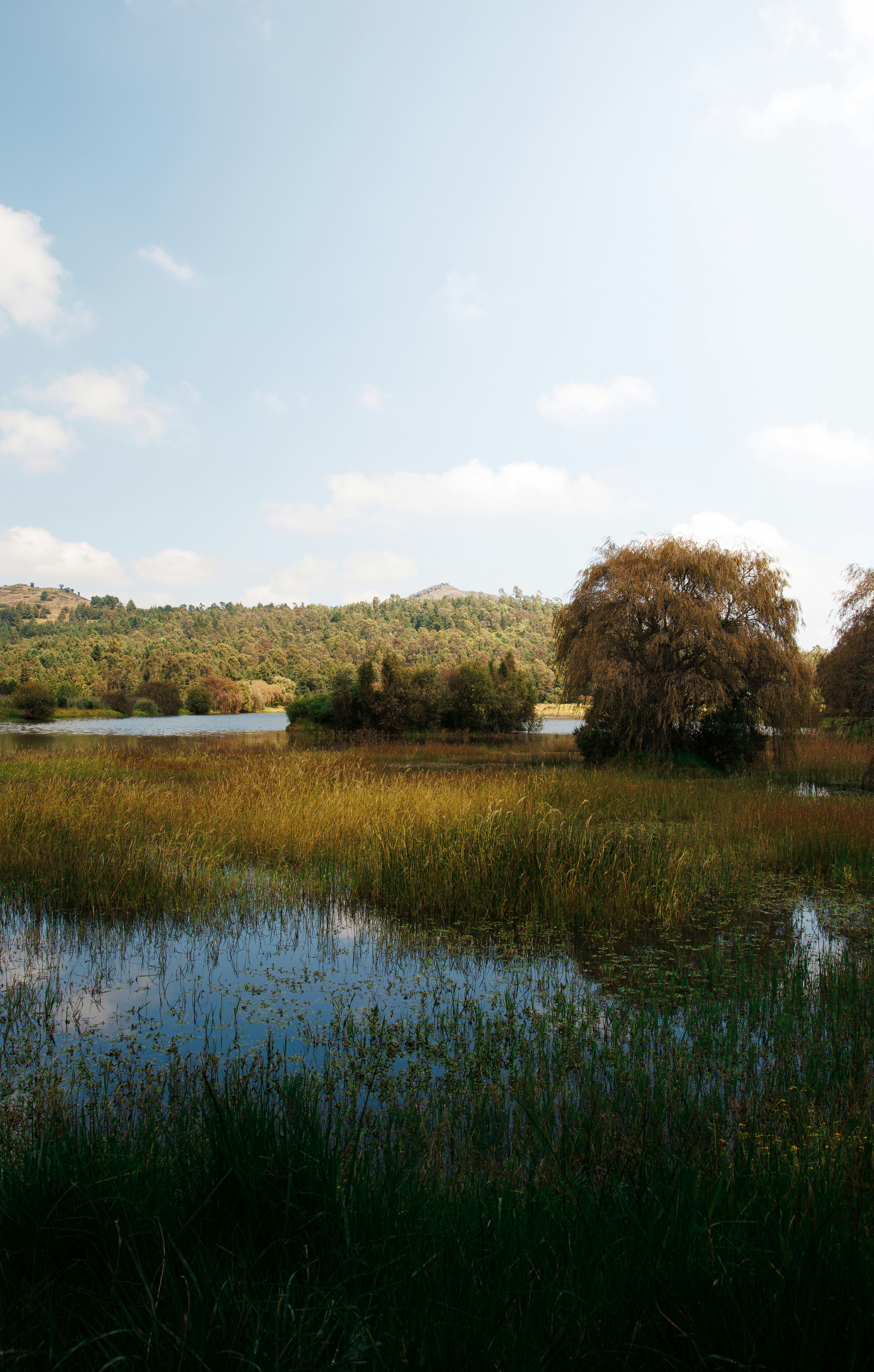 A calm lake surrounded by tall grasses and trees under a blue sky