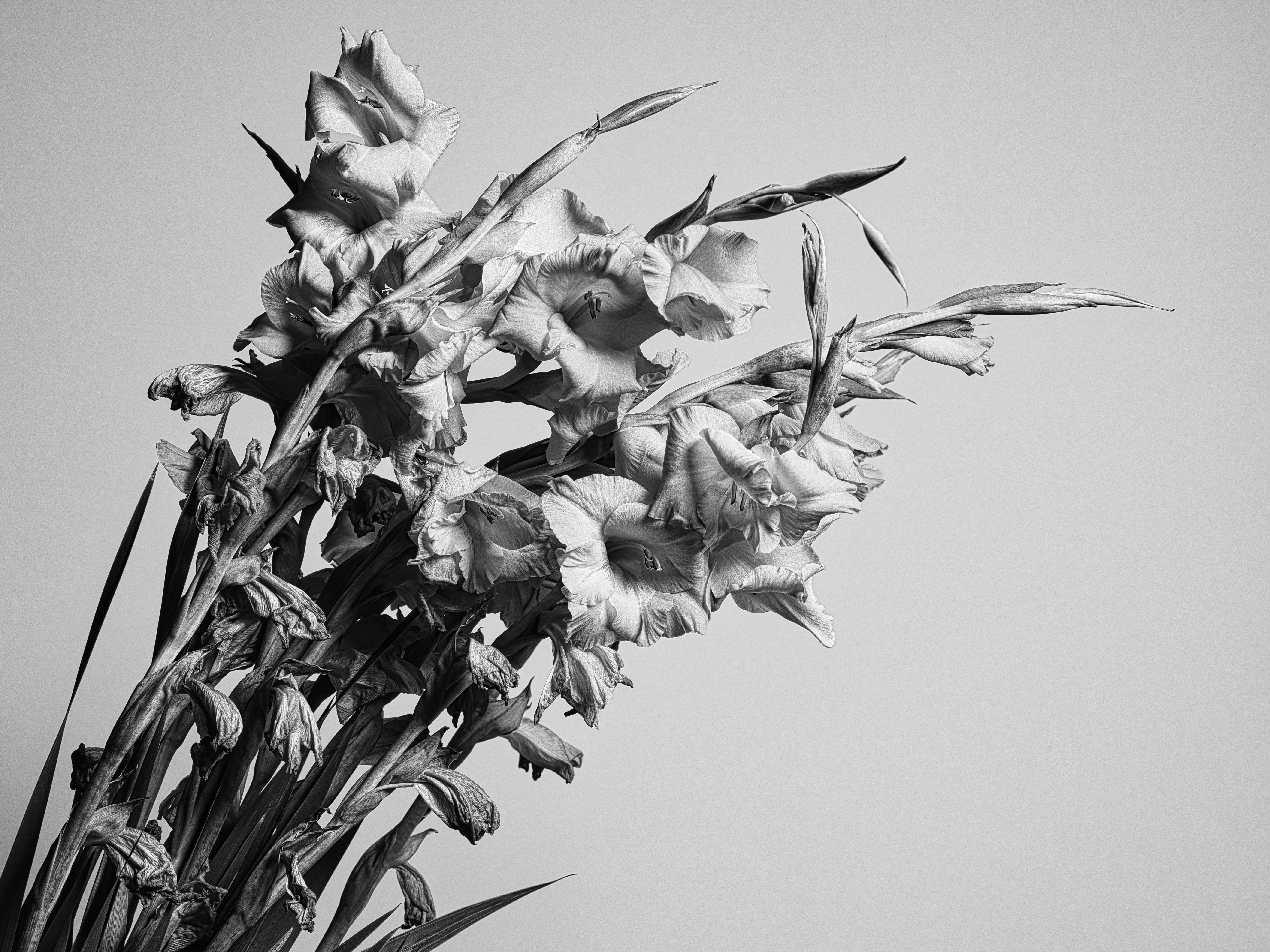 Un ramo de flores de gladiolo en blanco y negro sobre un fondo liso