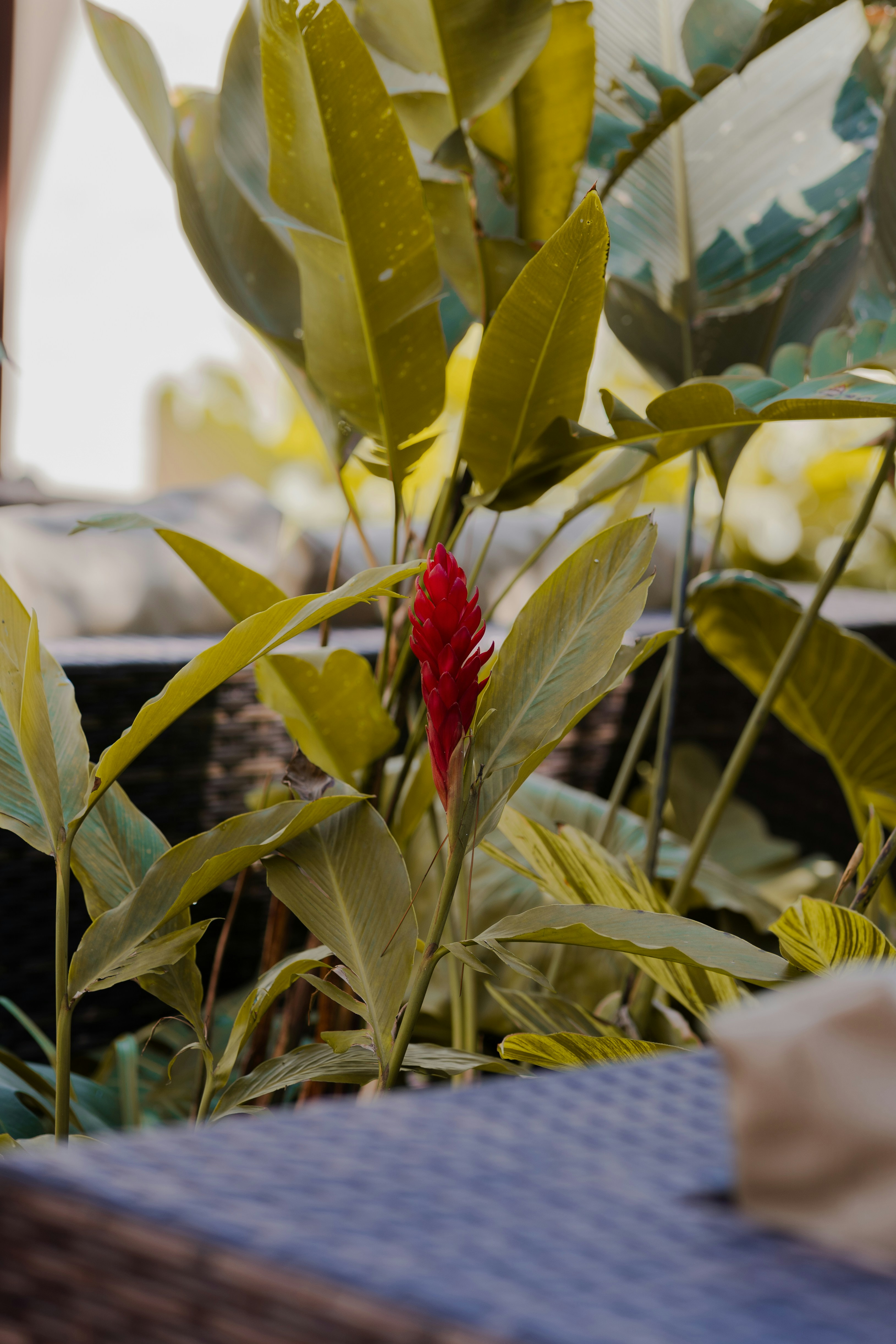 Eine leuchtend rote Ingwerblüte, die zwischen üppig grünen tropischen Blättern blüht