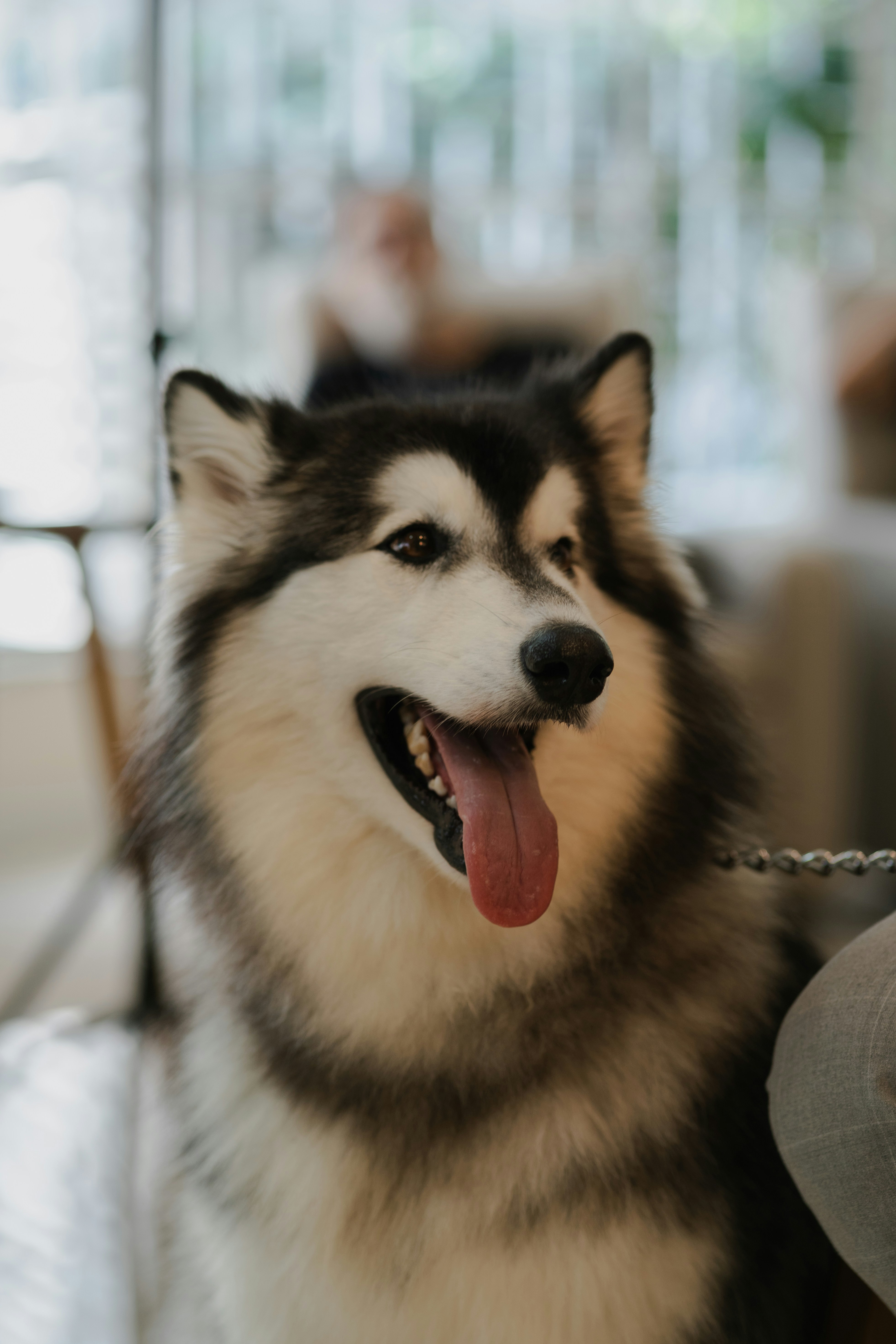 Ein flauschiger Alaskaner Malamute mit herausgestreckter Zunge, der ein Metallkettenhalsband trägt