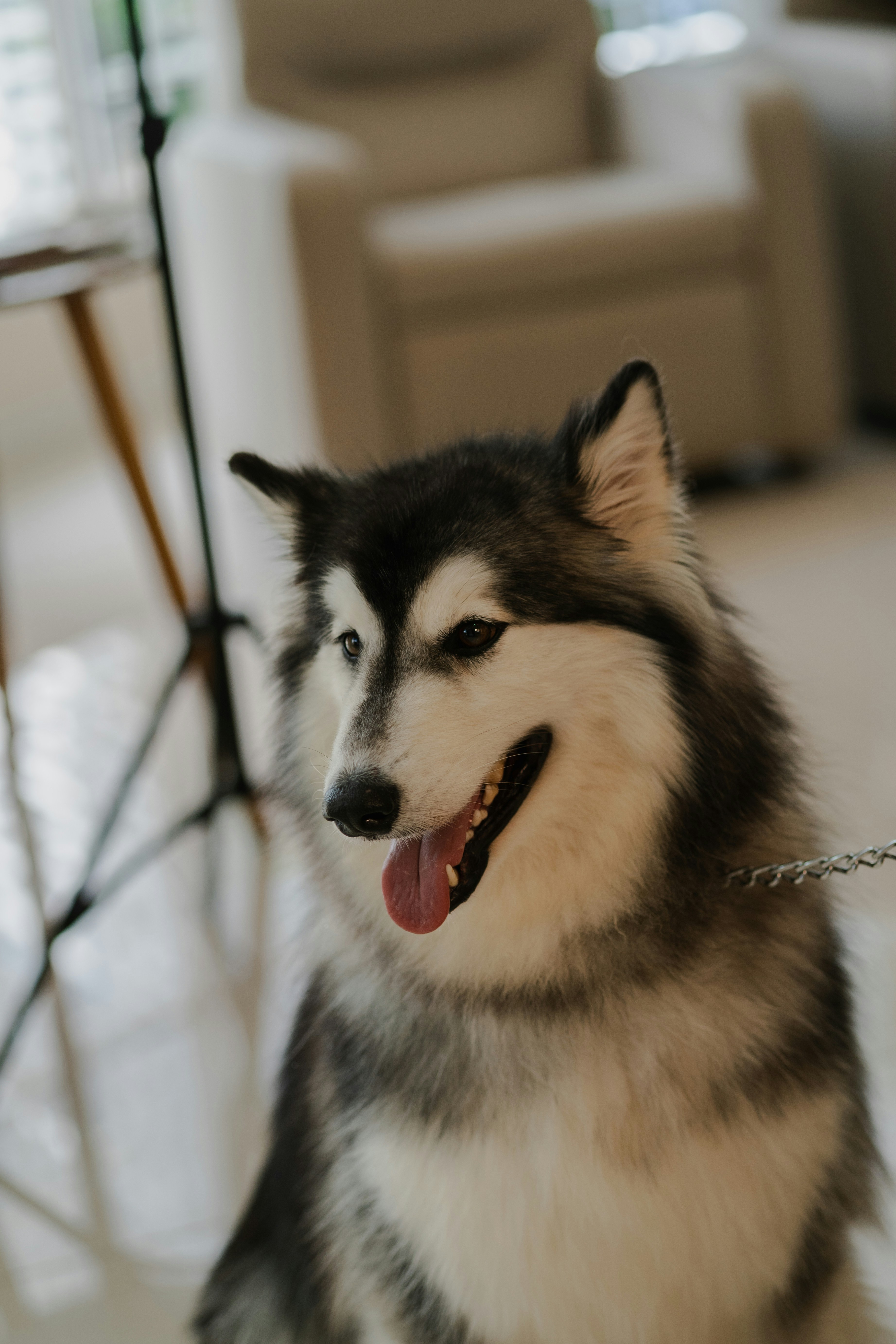 Ein flauschiger Alaskan Malamute mit einer Kettenleine in einem hellen Innenraum