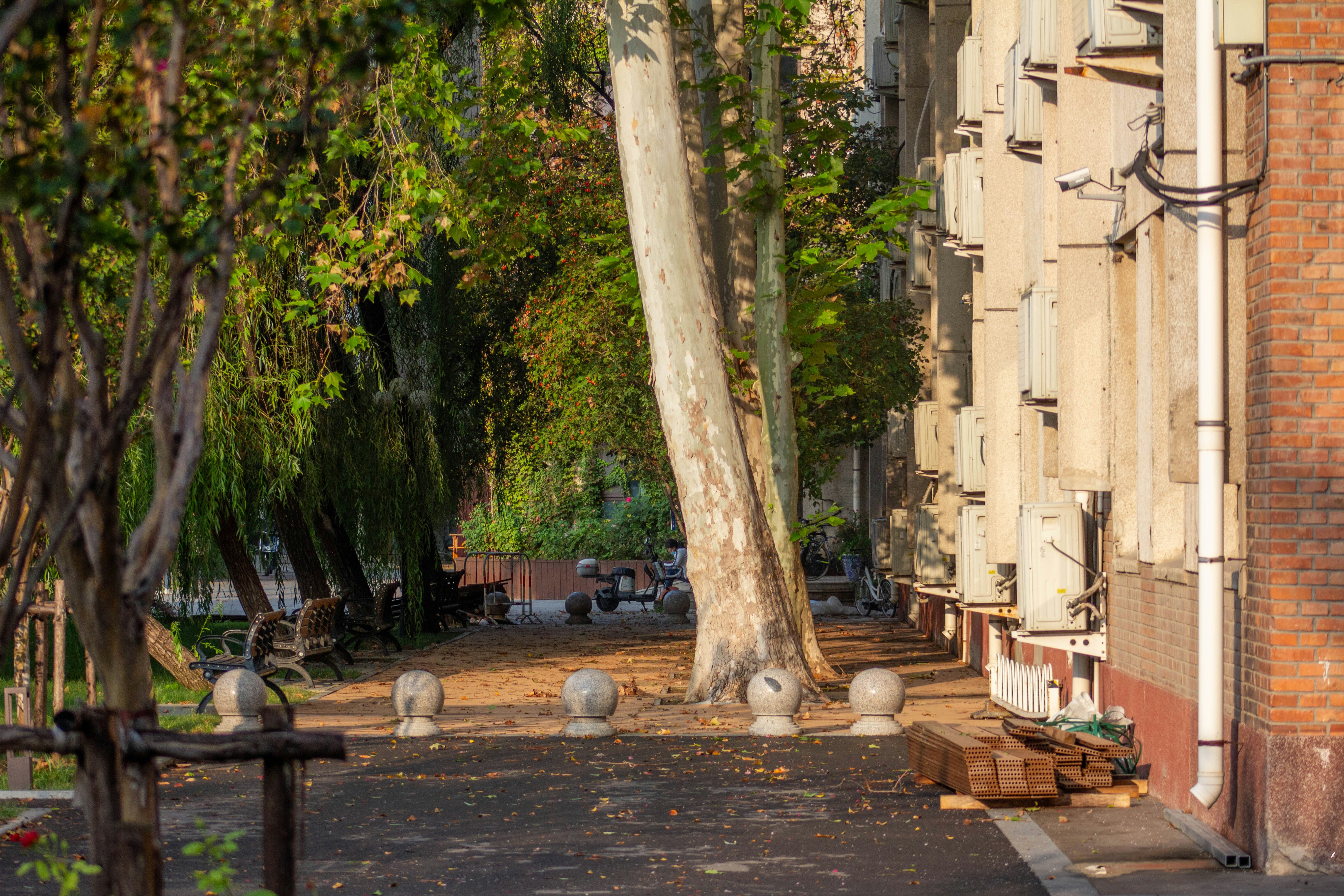 Tree-lined walkway with benches