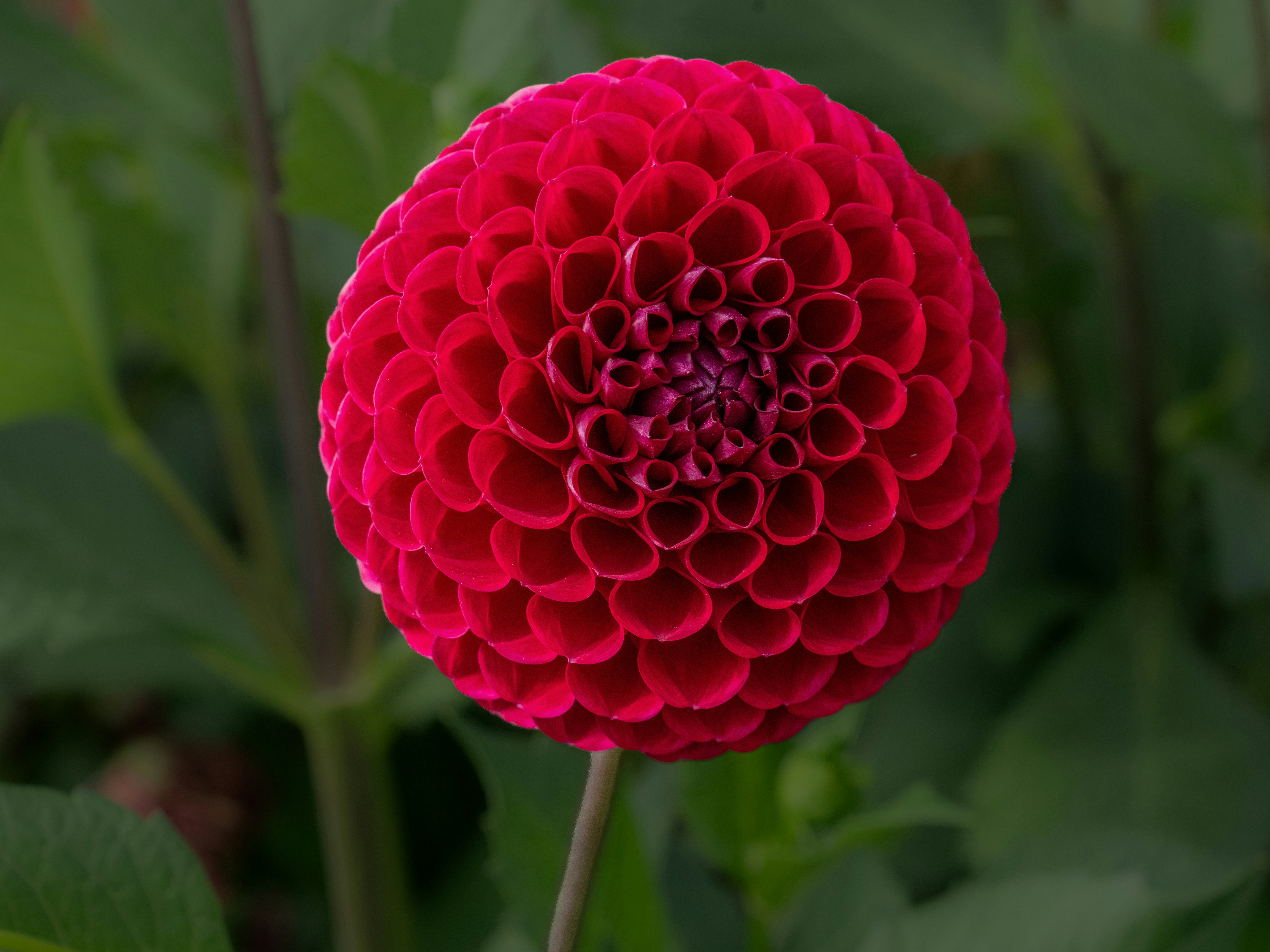 A vibrant red dahlia flower with symmetrical petals against a blurred green background