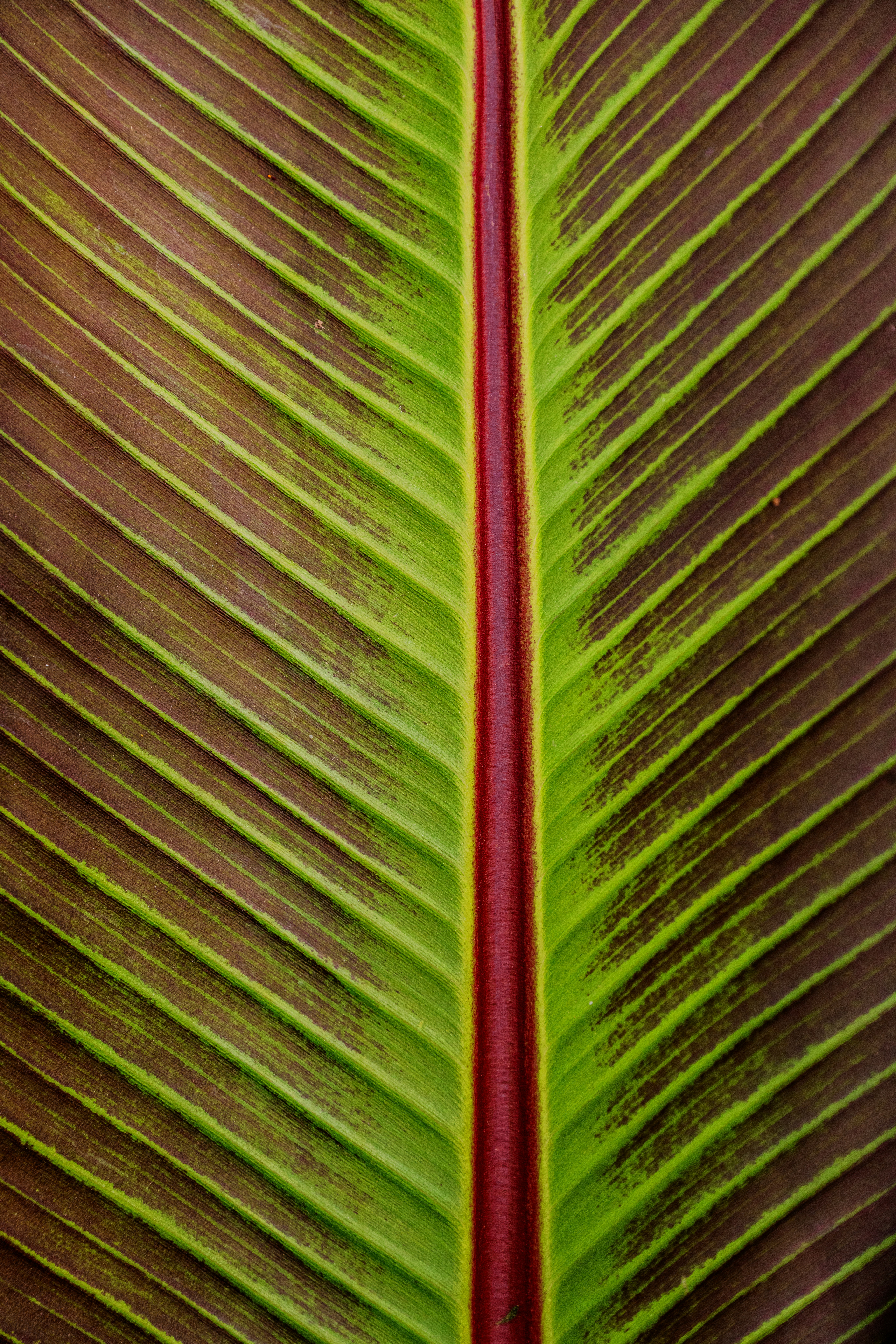 A close-up of a green leaf with a prominent dark red central vein