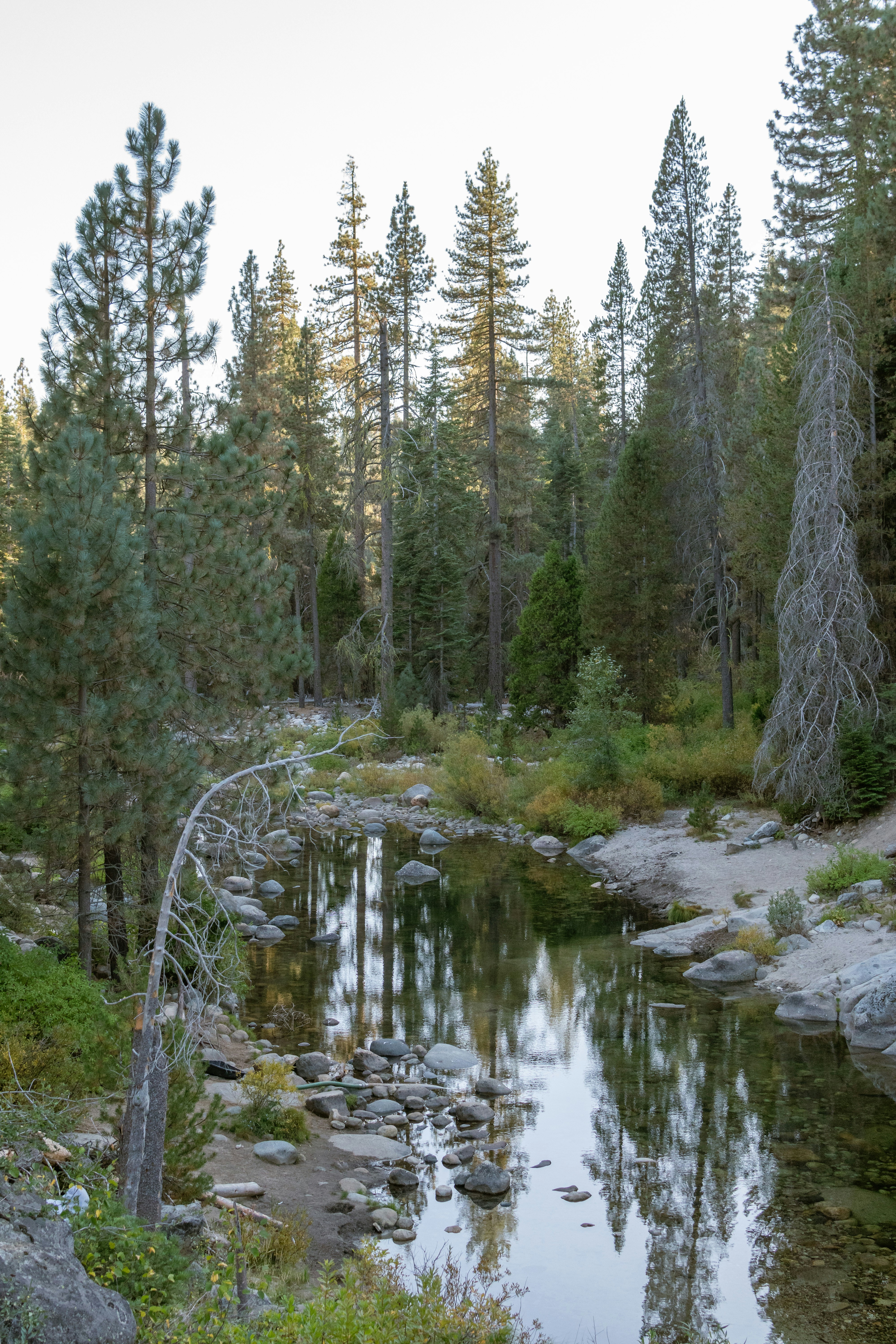 A calm stream reflecting tall pine trees in a dense forest