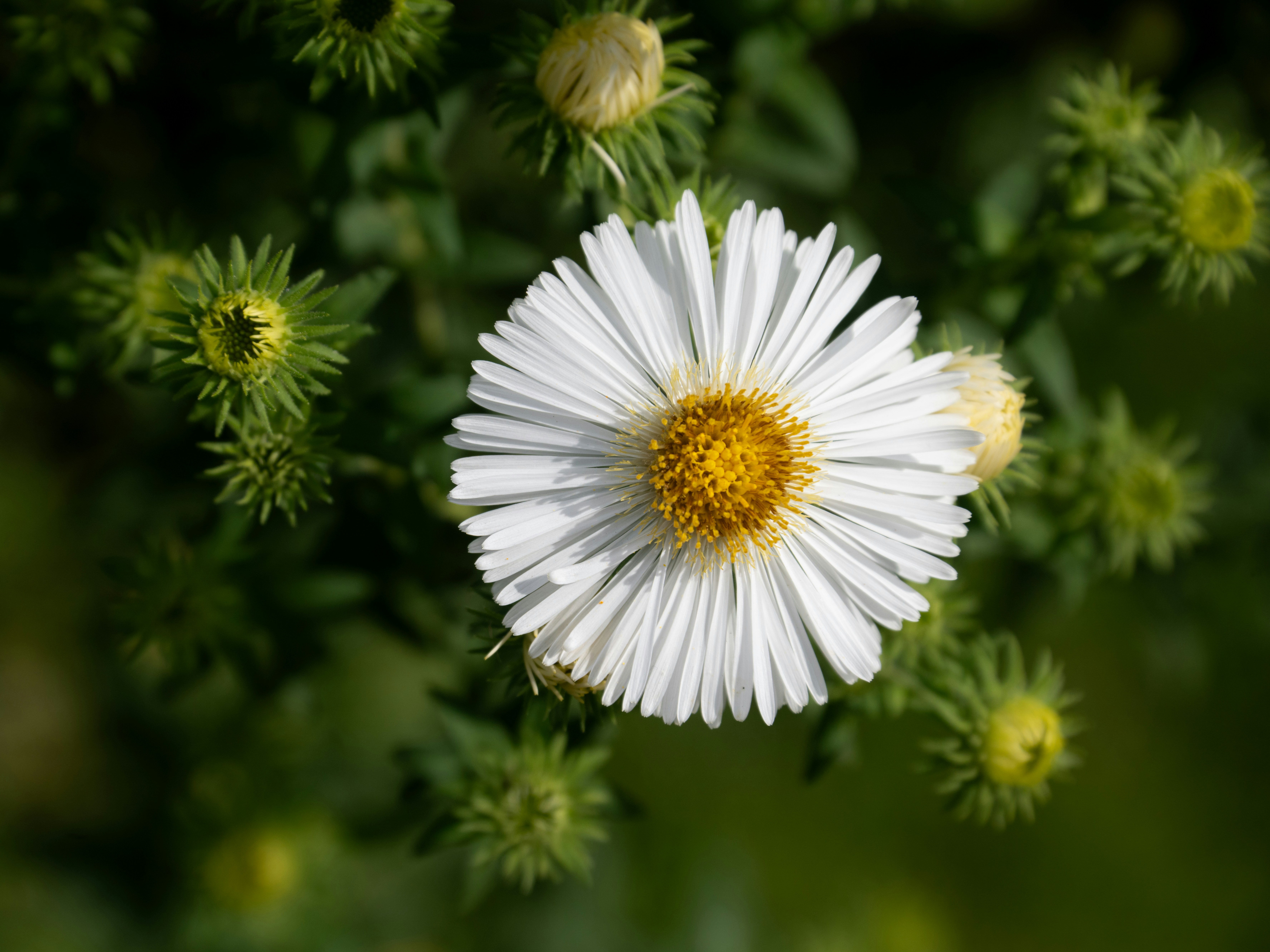 A white aster flower with a yellow center surrounded by green buds