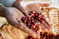Hands holding a handful of fresh red coffee cherries above a woven basket
