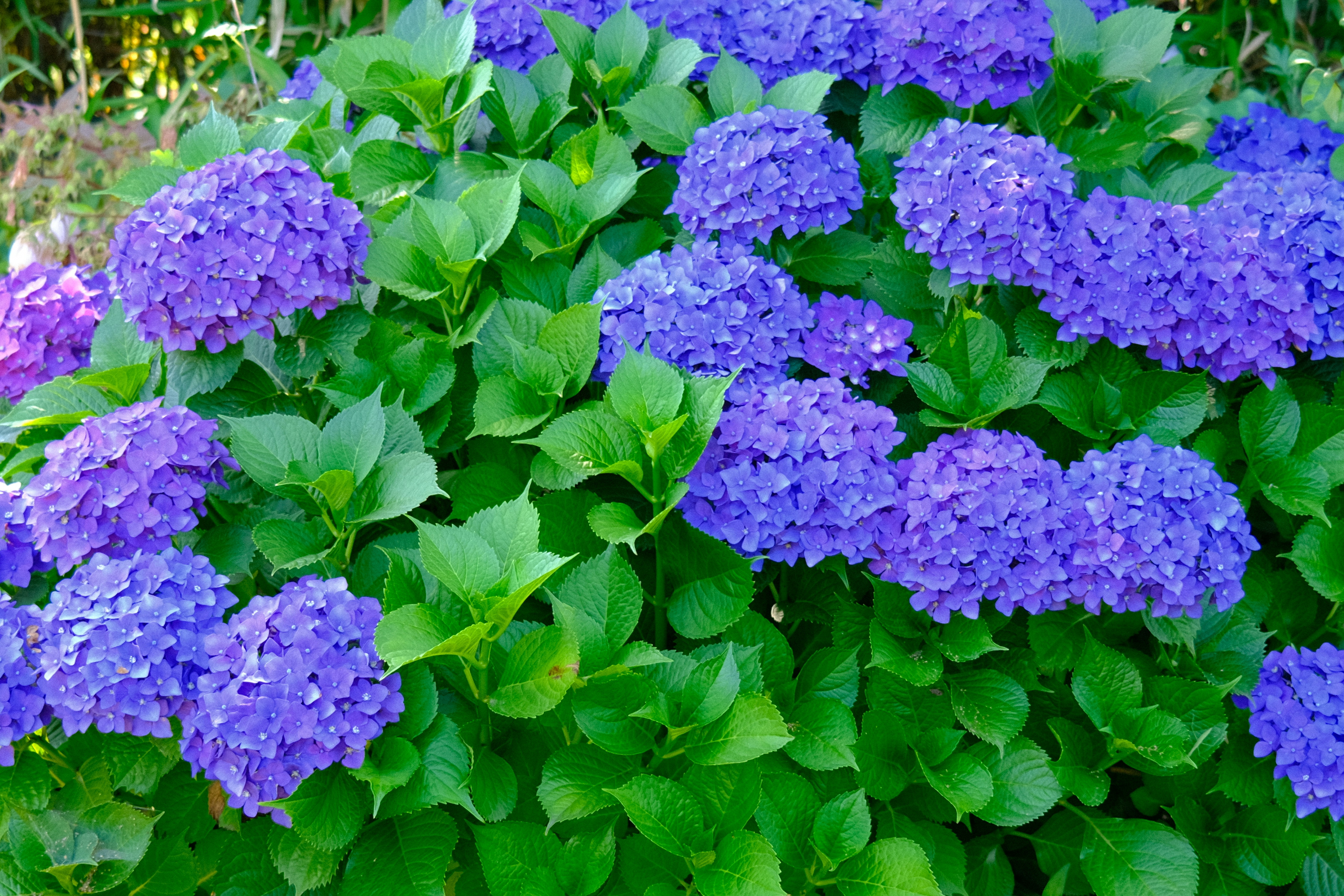 Vibrant purple hydrangea flower clusters surrounded by lush green leaves in a garden