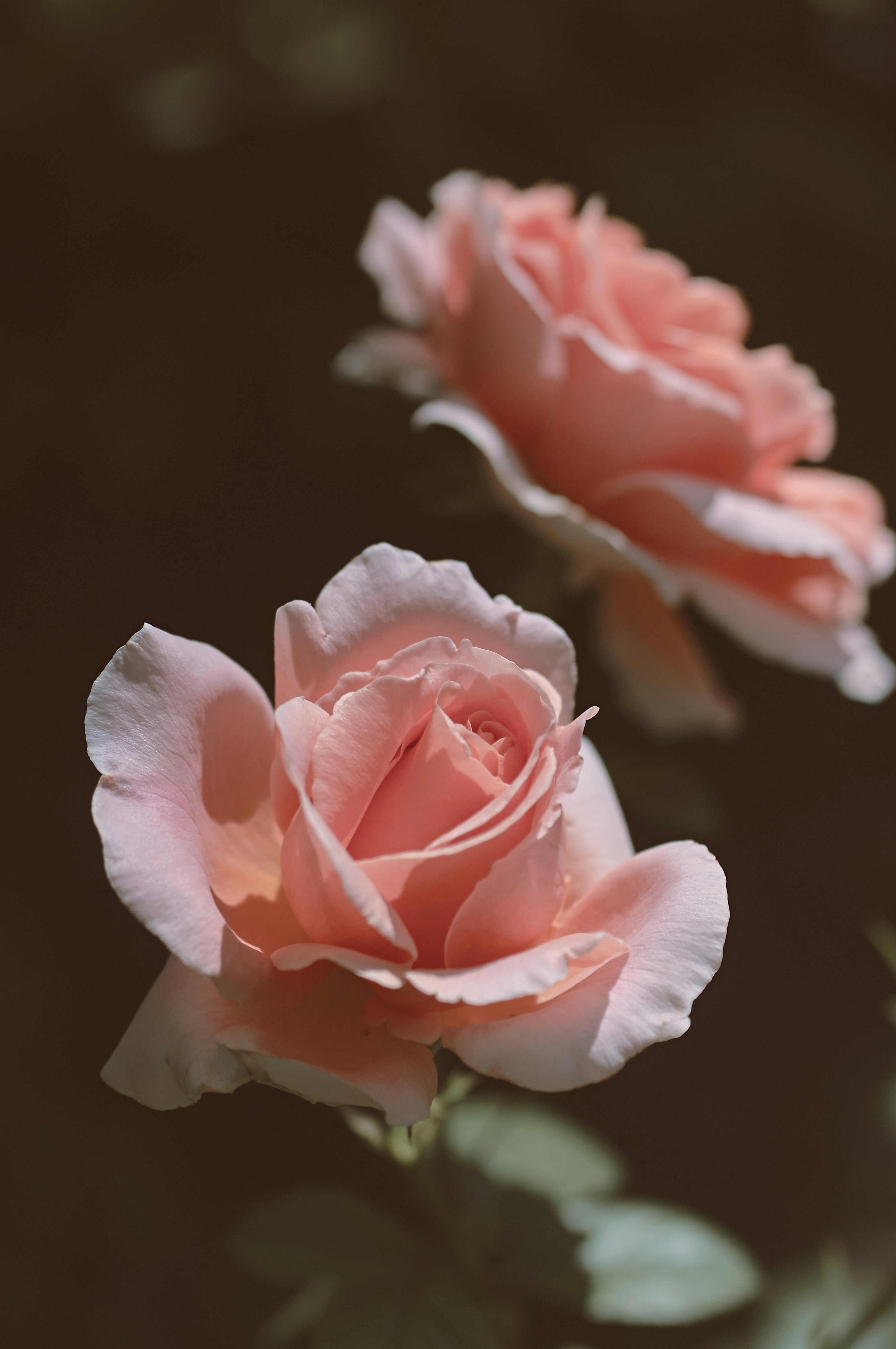 Rosa Rosen in sanfter Blüte - Kostenloses Foto auf Unsplash