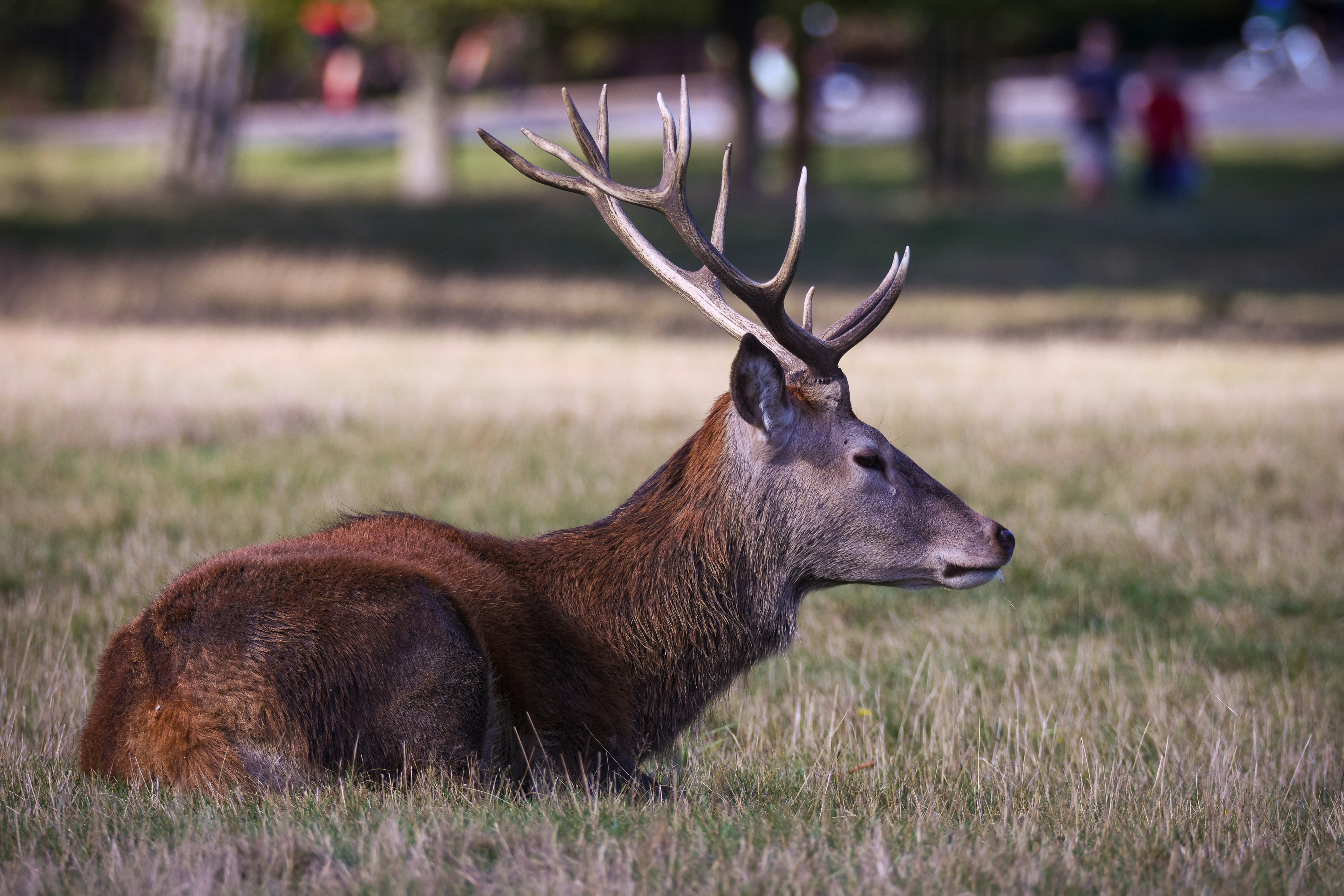 A red deer stag with large antlers resting in a grassy field