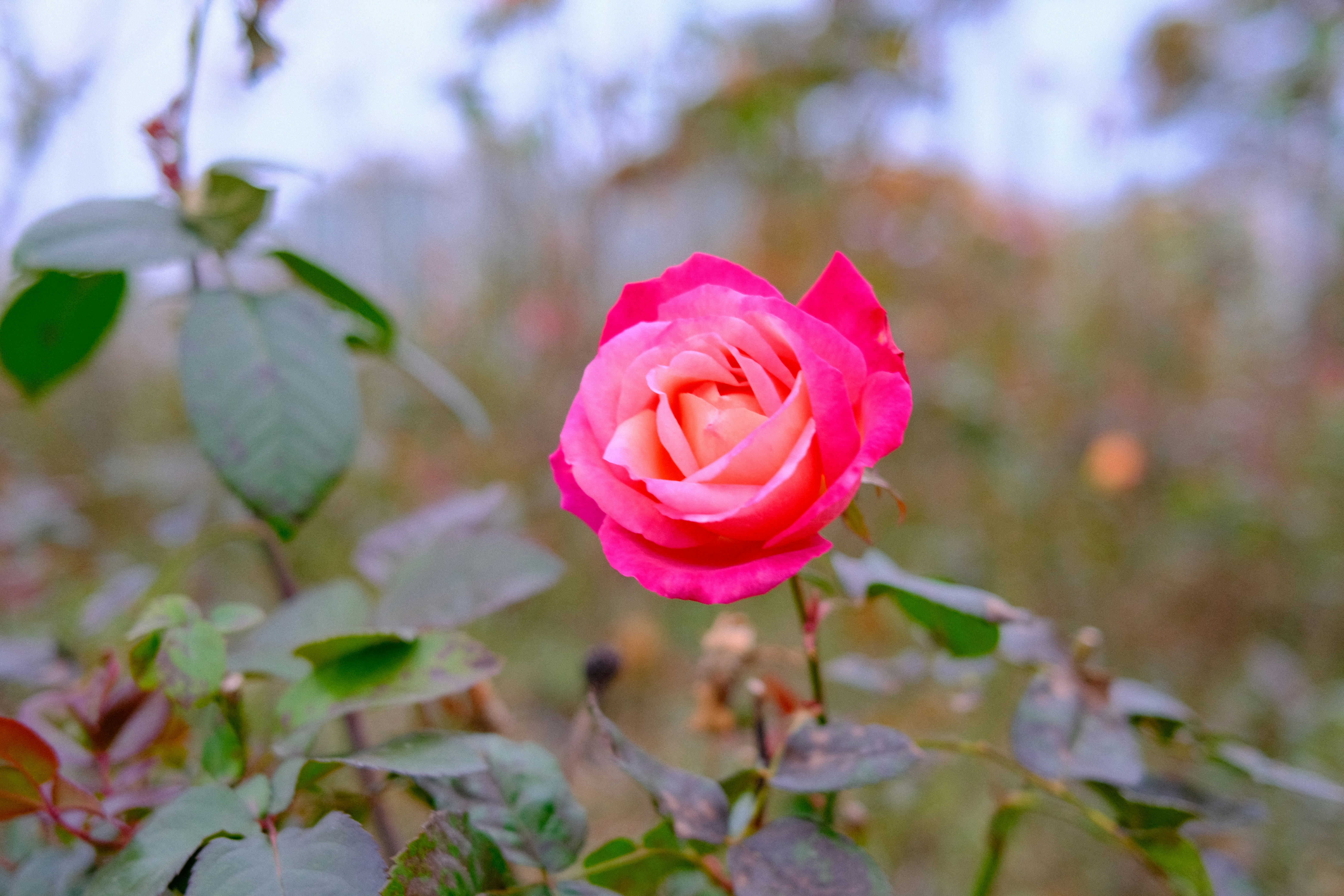 Jardin botanique et Roseraie (Parc de la Tête d'Or) — Lyon 6e