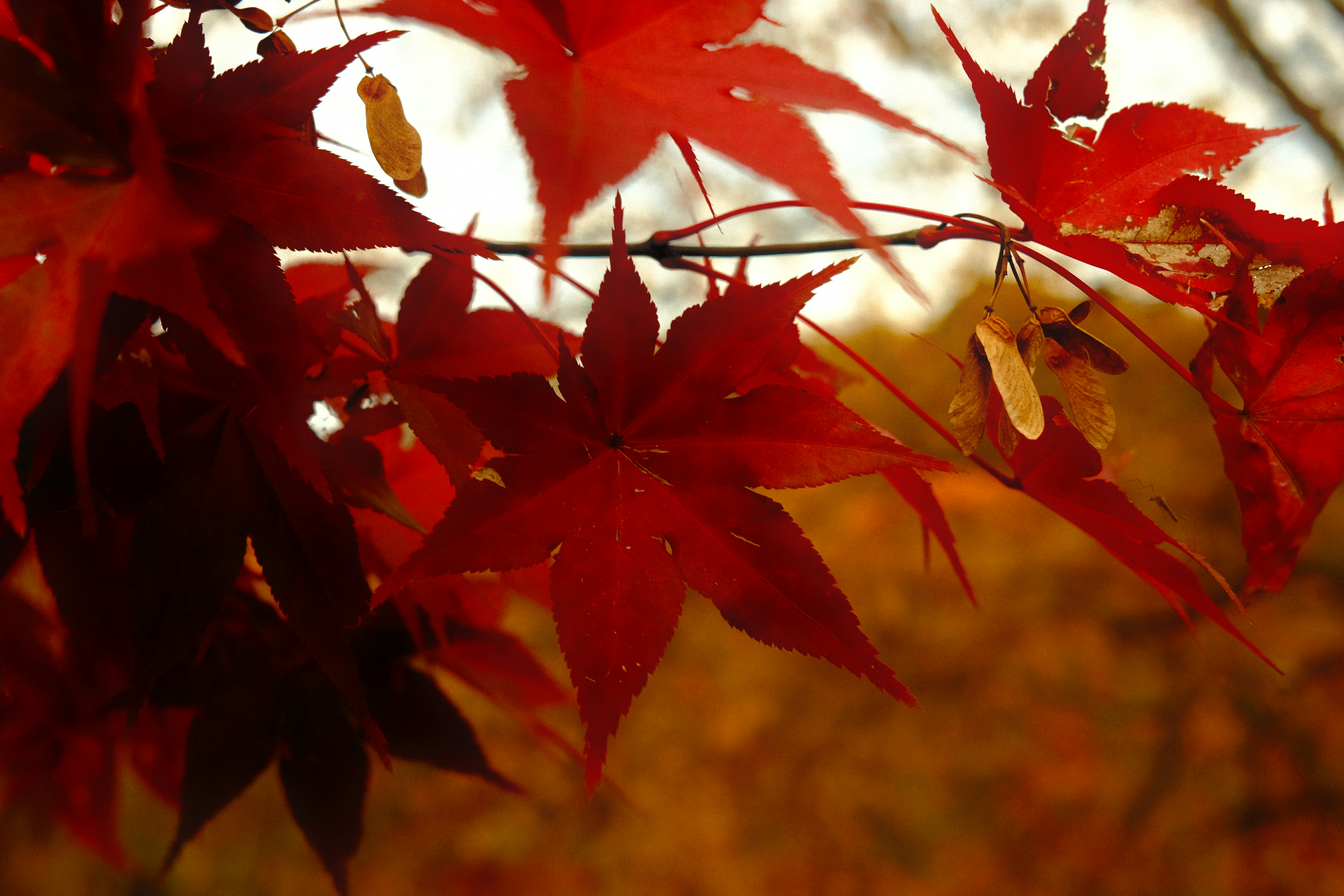Red maple leaves in autumn - Free Photo on Unsplash