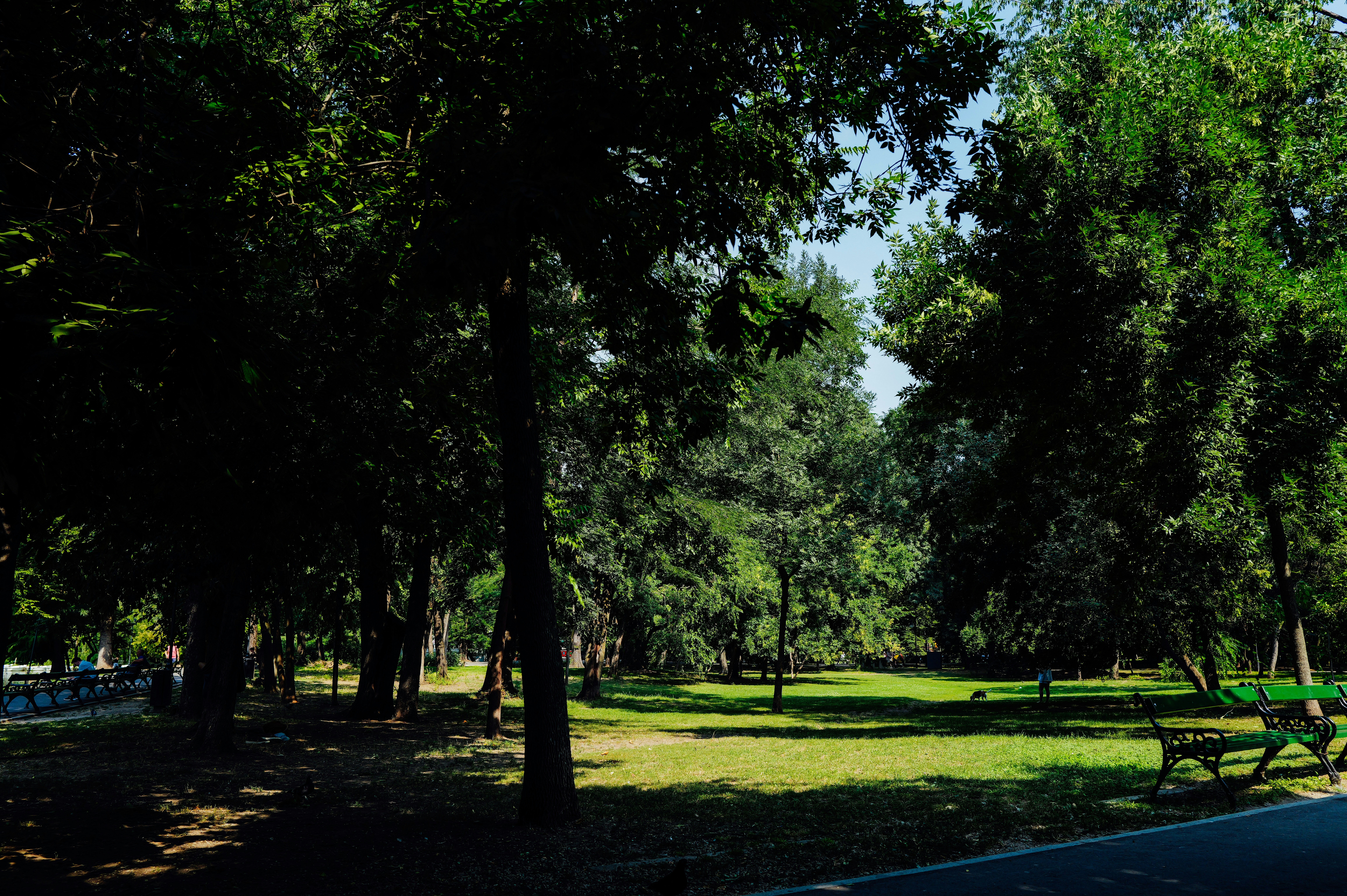 Trees casting long shadows over a park
