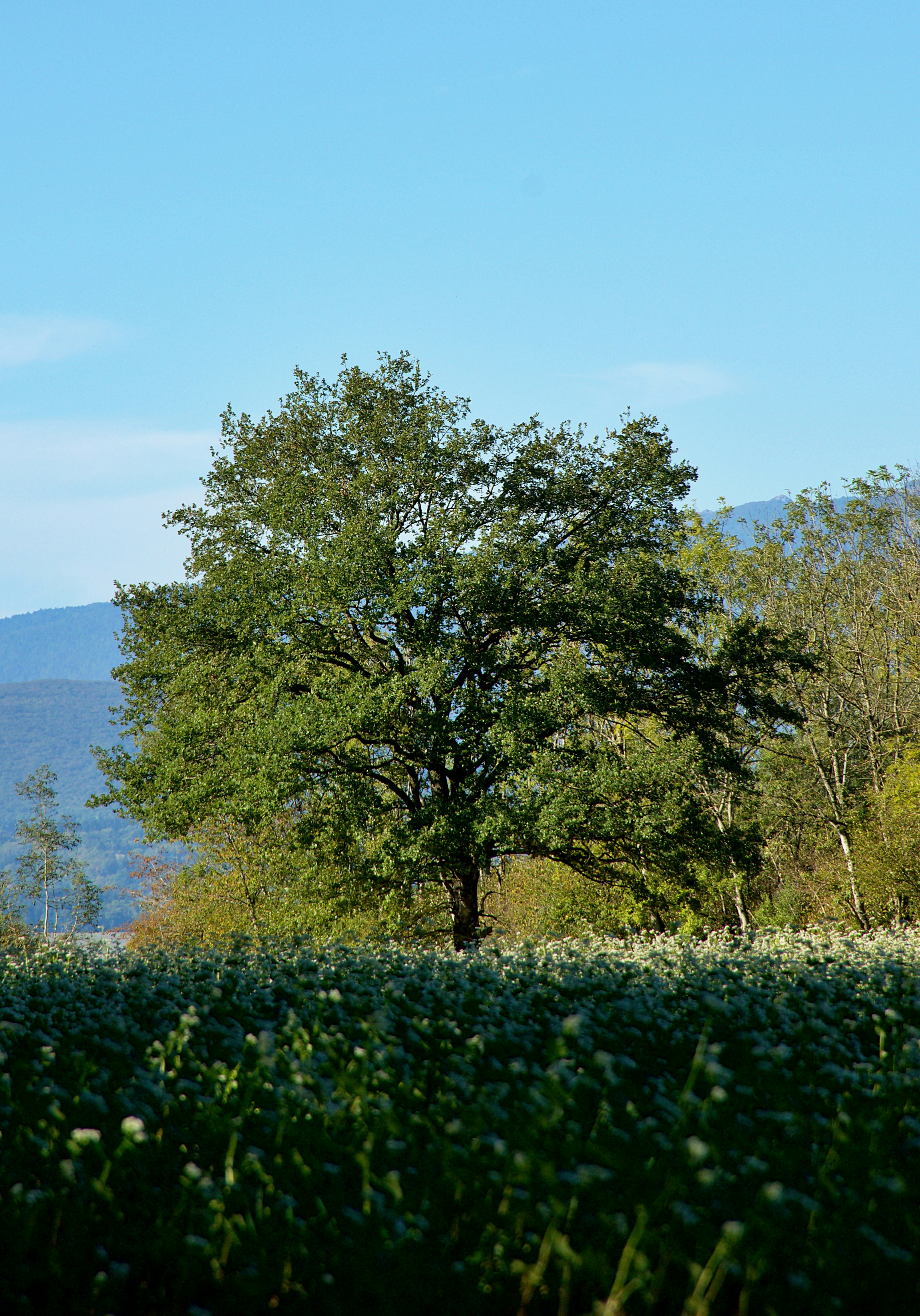 A large green tree in a field of white flowers against distant mountains