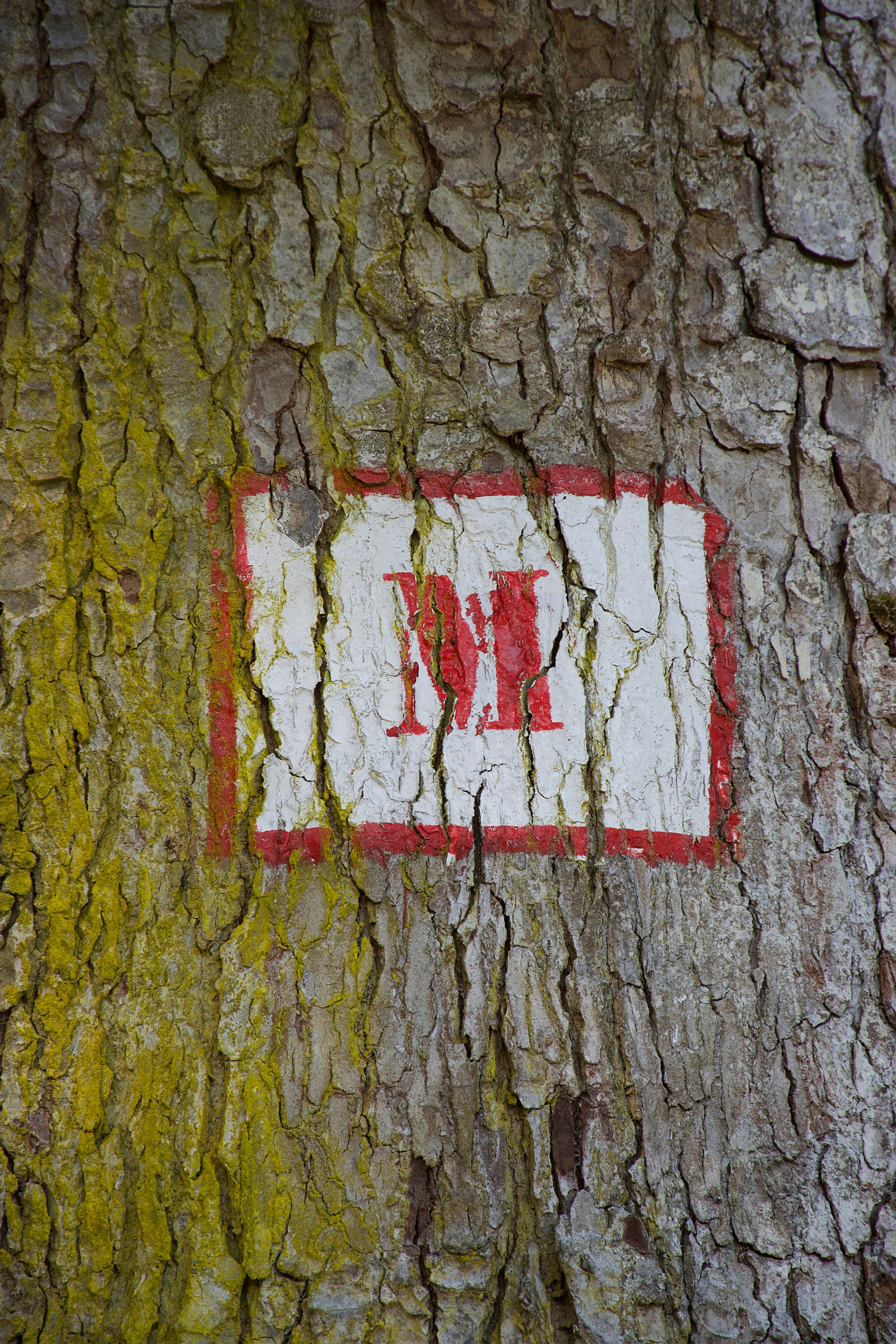 A red letter M painted on a white rectangle on textured tree bark