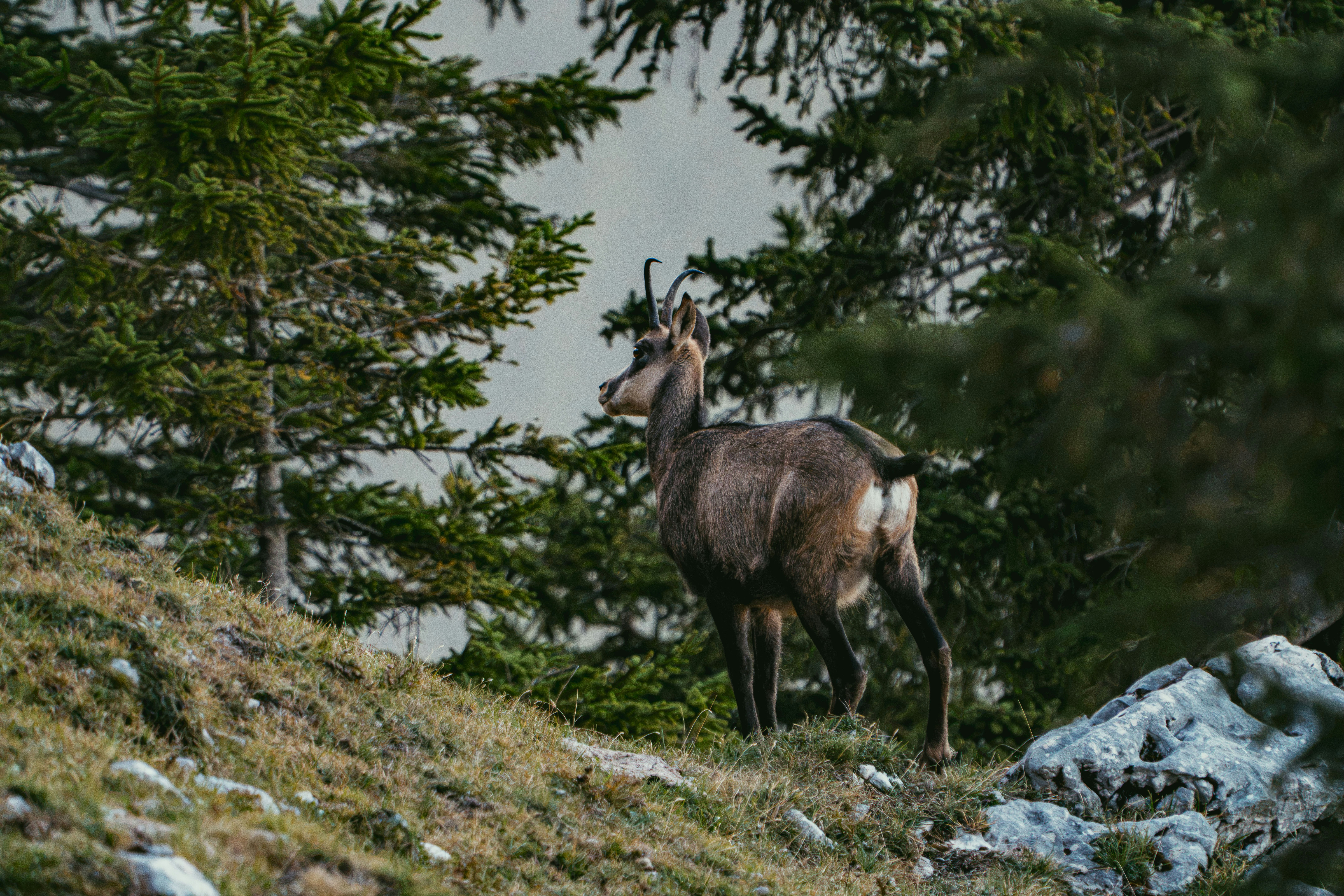 A chamois standing on a grassy slope in front of evergreen trees
