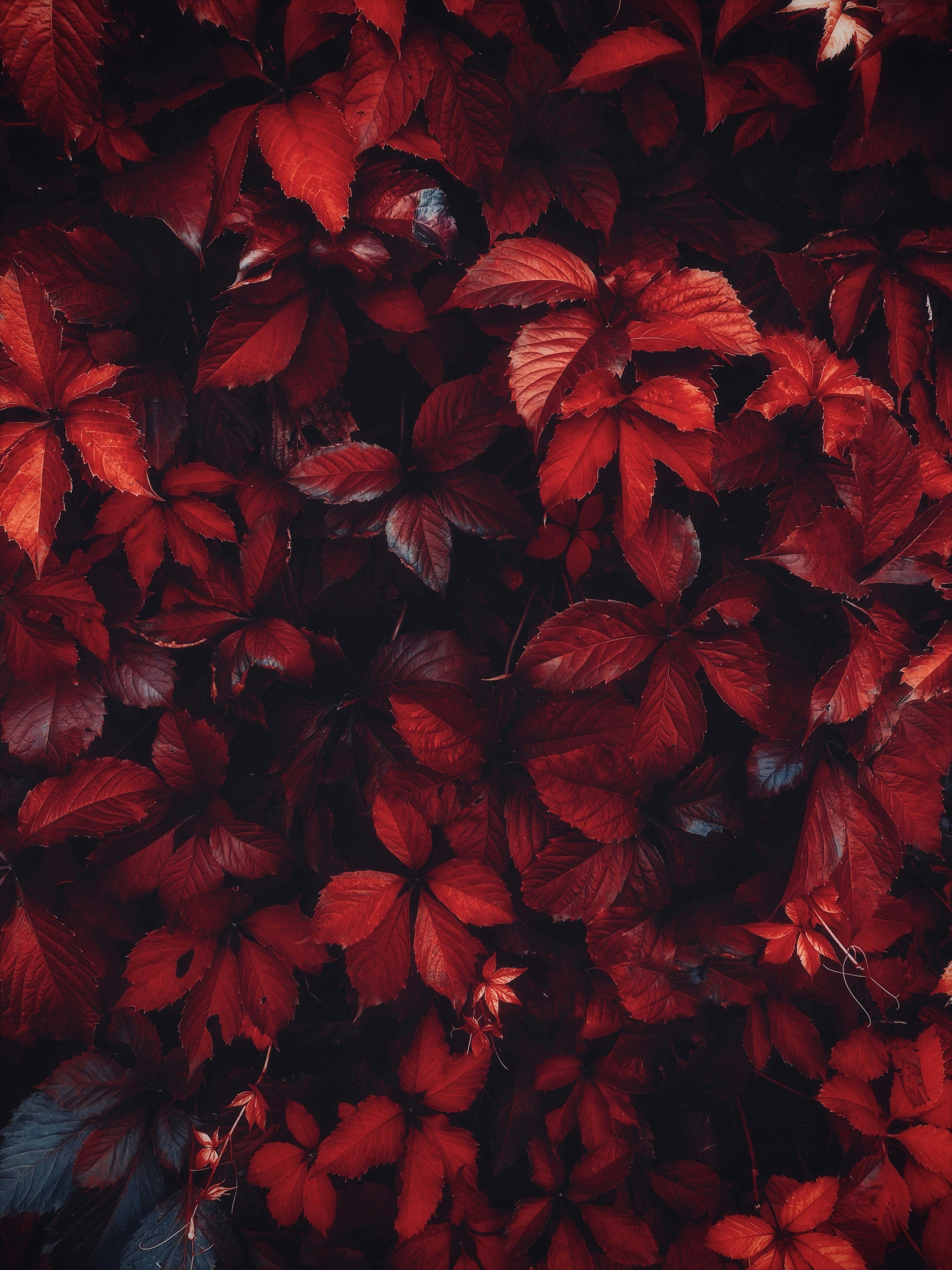 A dense wall of vibrant red Virginia creeper leaves in autumn