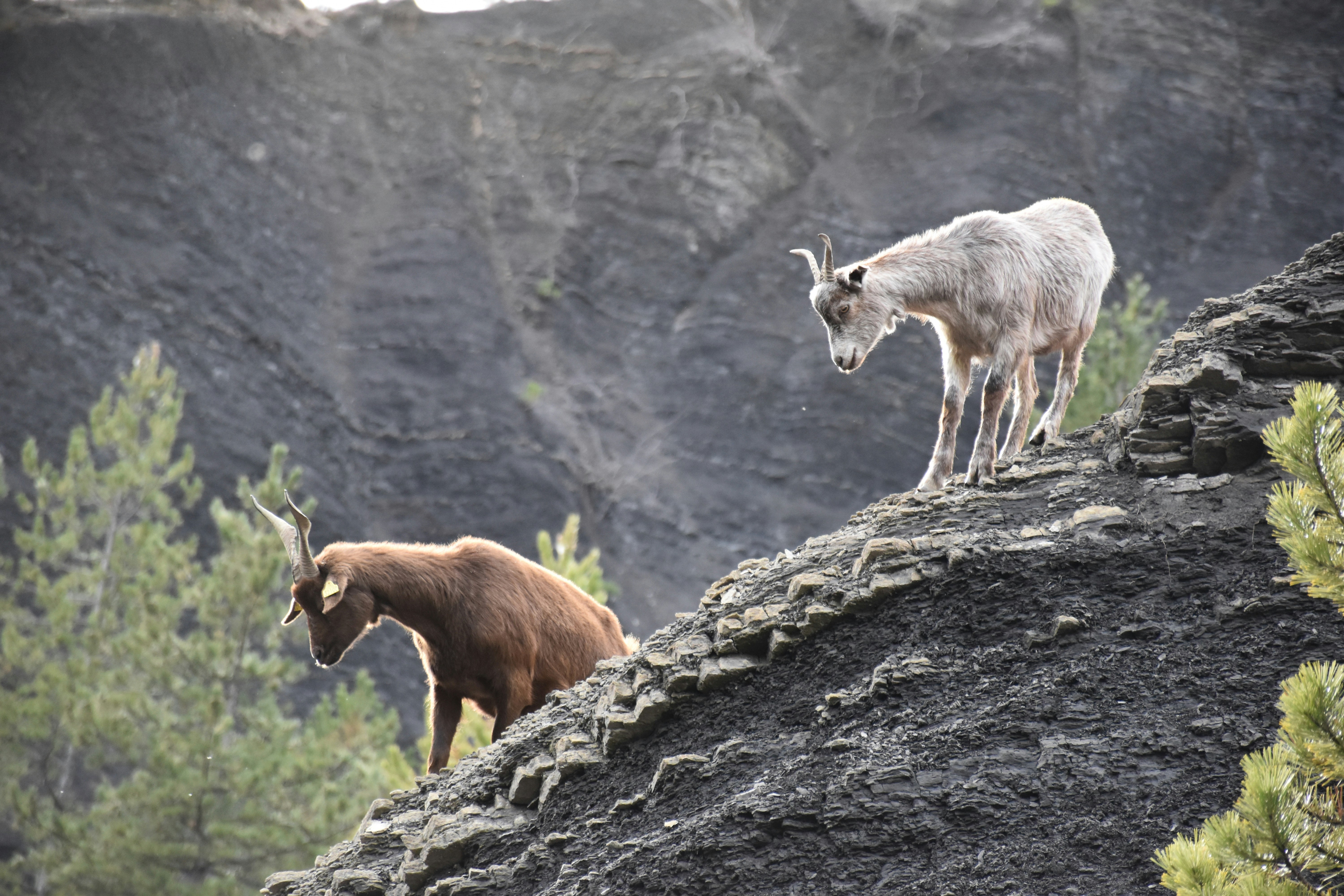 A brown goat and a light grey goat on a dark rocky slope