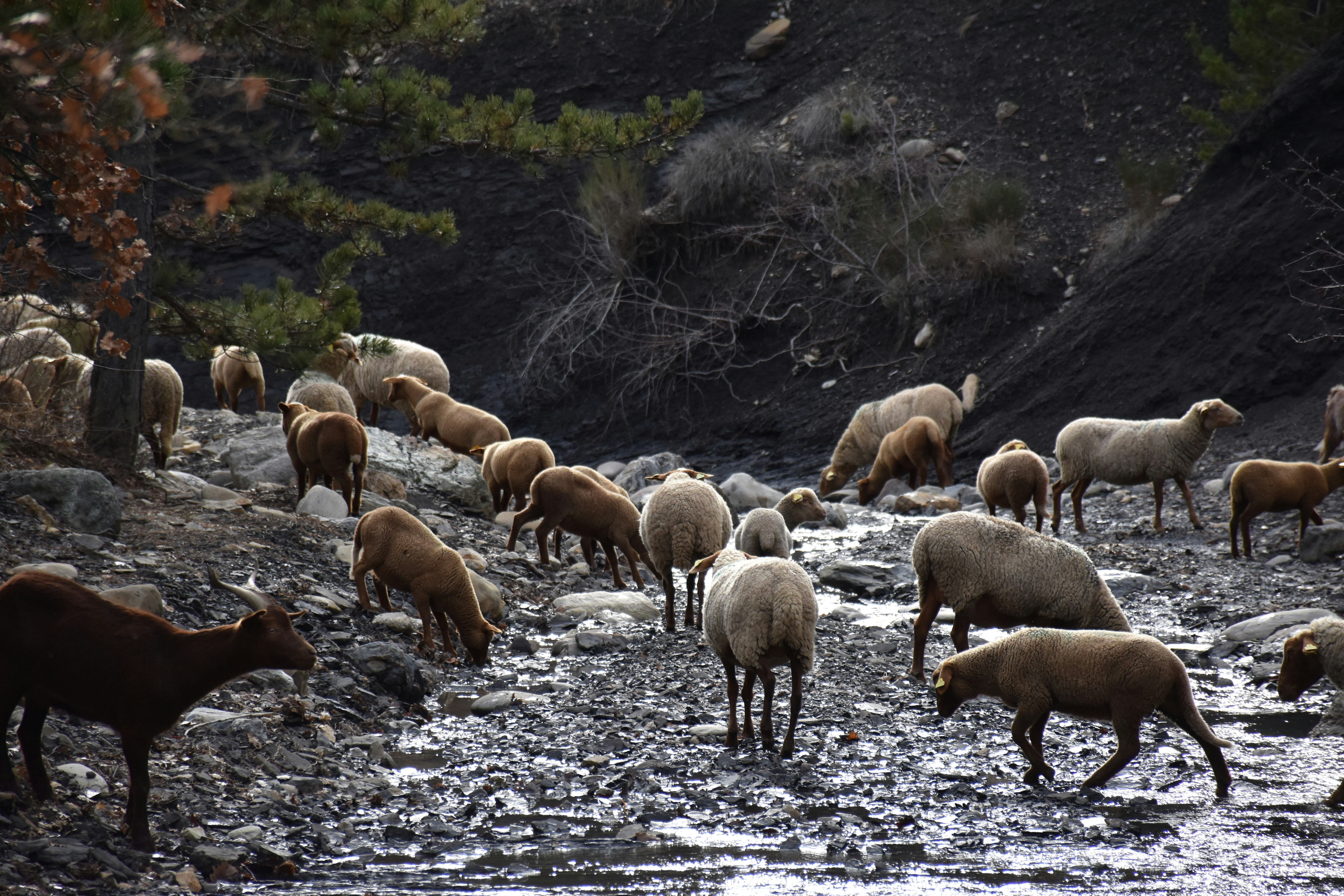A flock of sheep and a goat grazing in a rocky stream bed