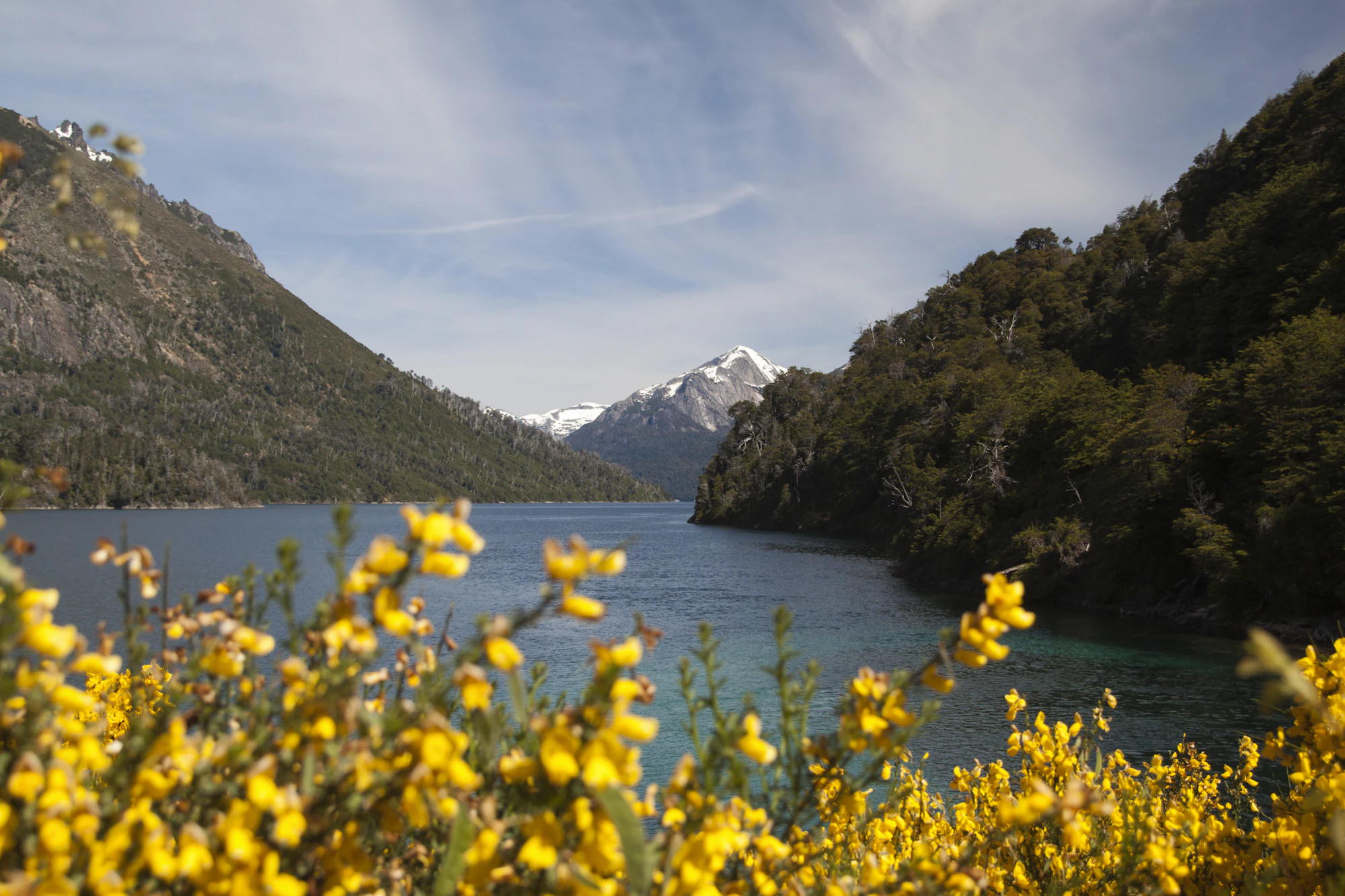 Flores amarillas frente a un lago y montañas en Bariloche