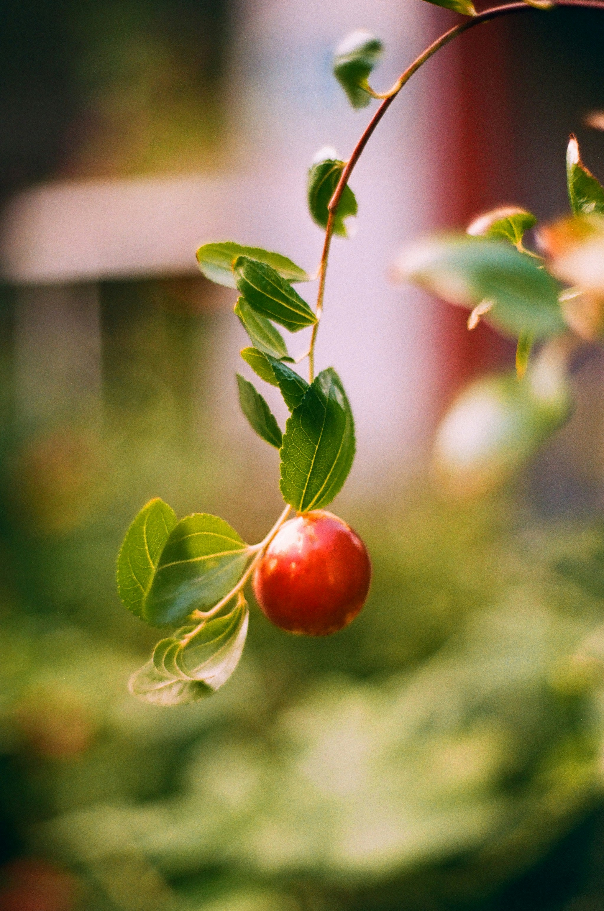 A single red jujube fruit hanging from a leafy branch in soft light