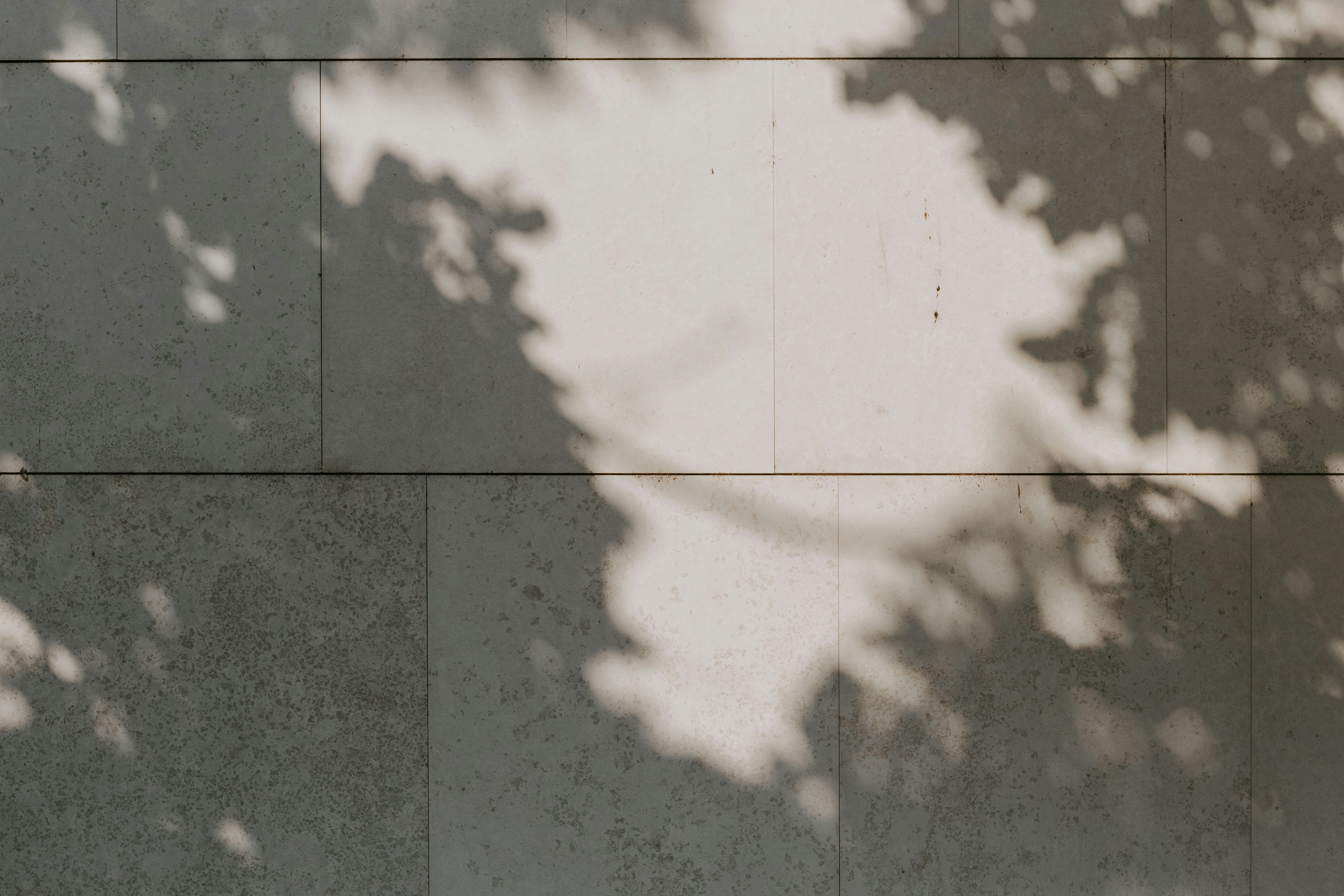 Tree leaf shadows cast on a smooth light grey stone wall