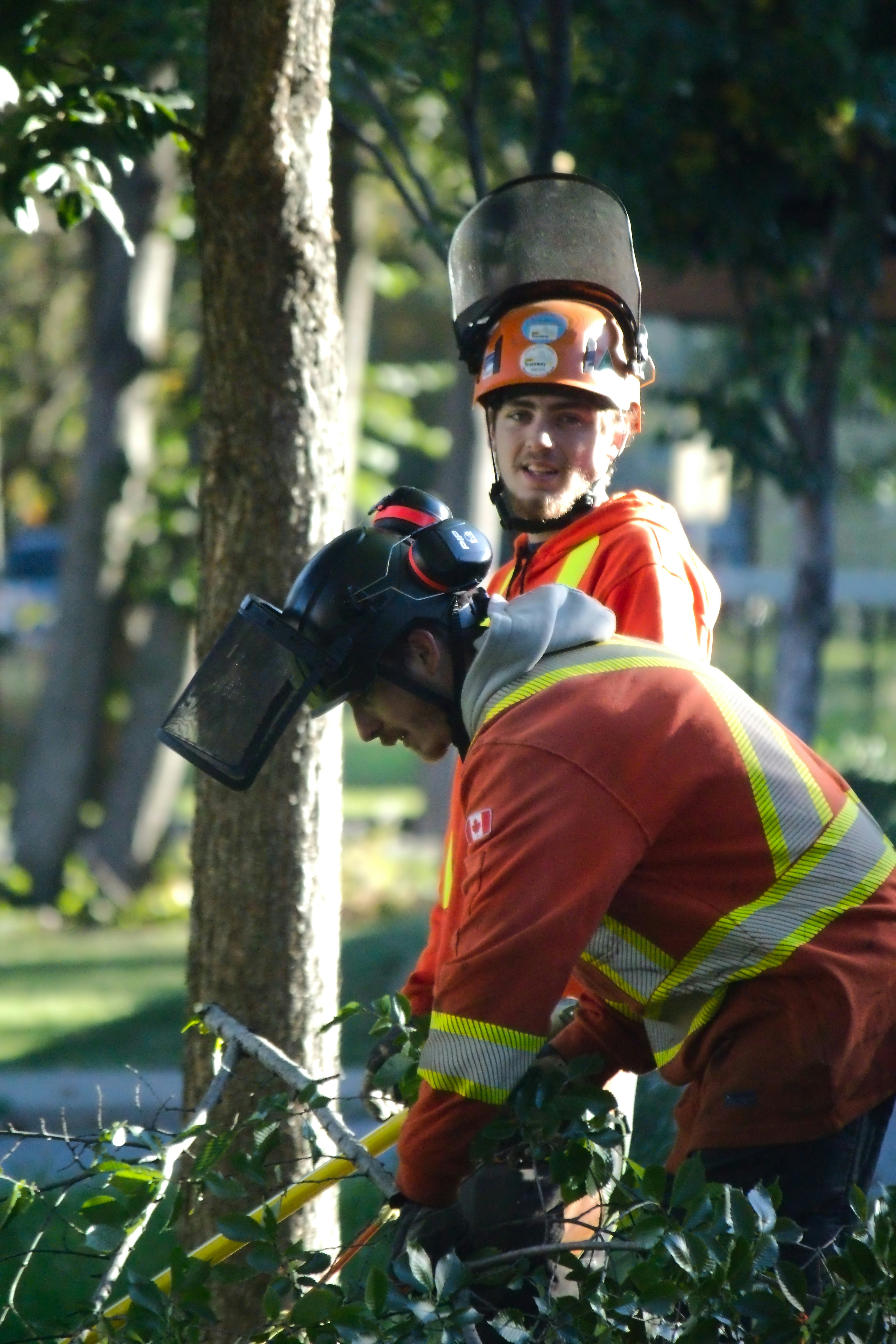 Two arborists in orange high-visibility jackets and safety helmets trimming tree branches outdoors