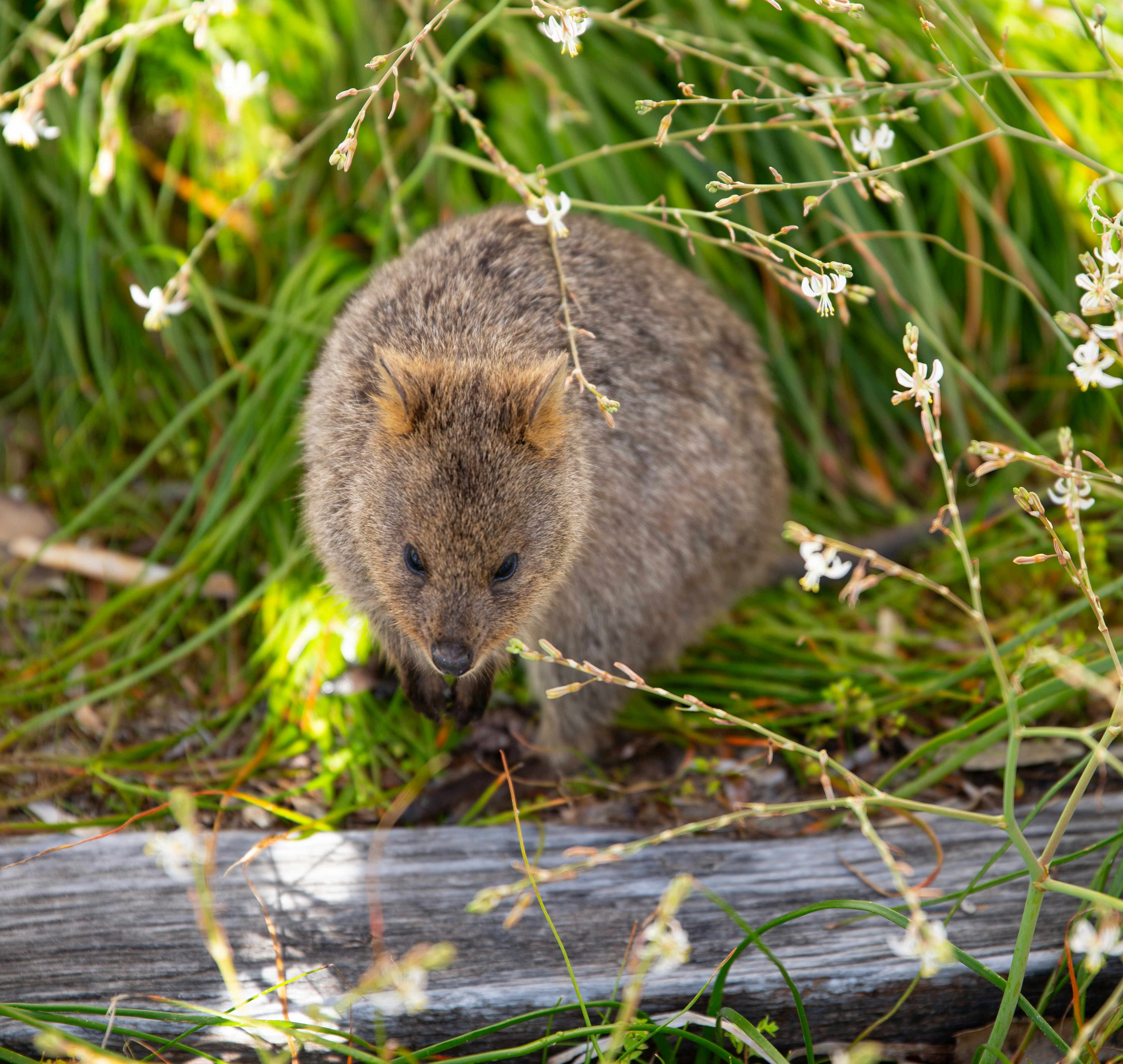 A quokka sitting among green grass and small white flowers near a wooden plank