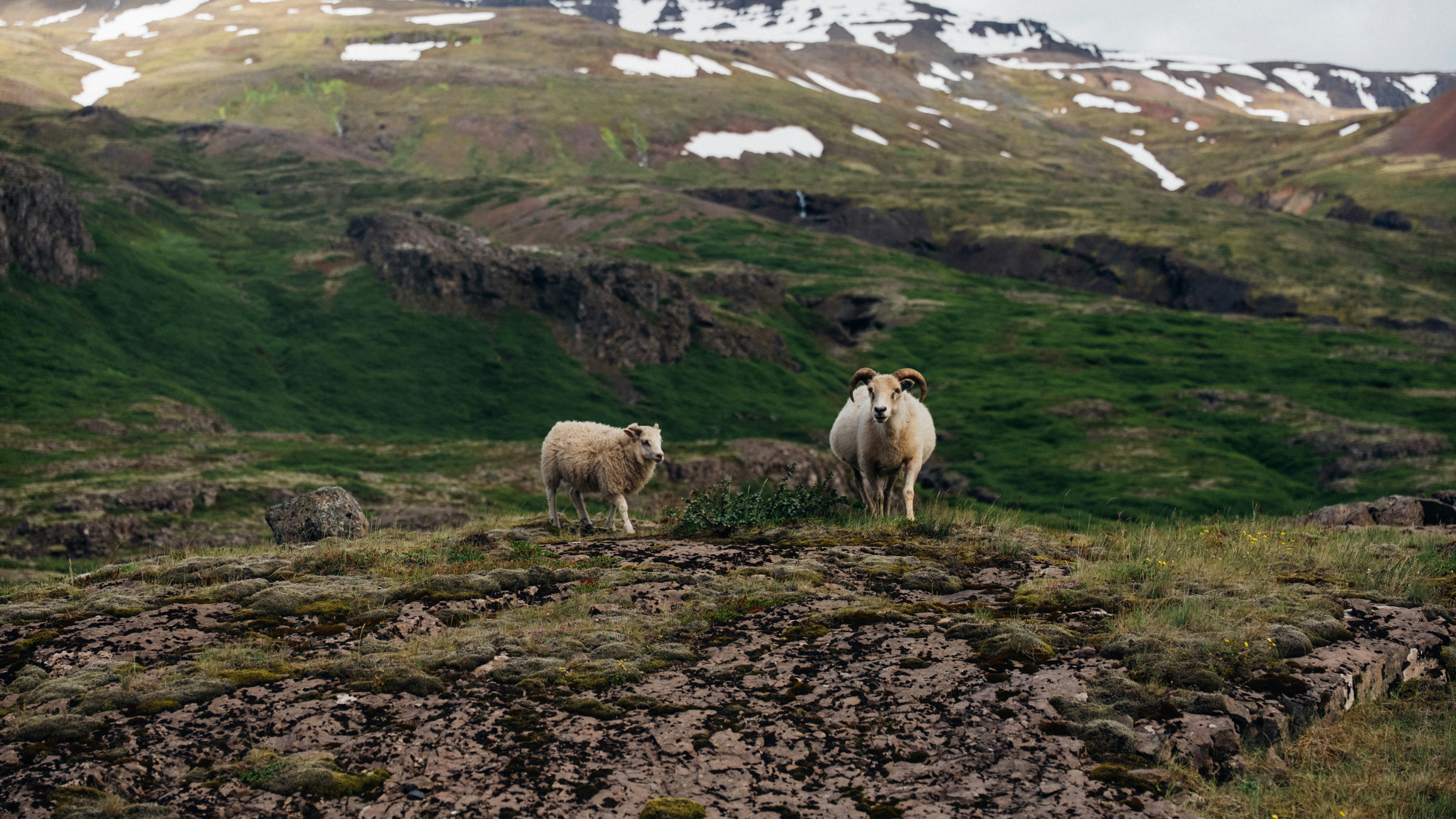 A sheep and a ram on a mossy rocky outcrop before green mountains