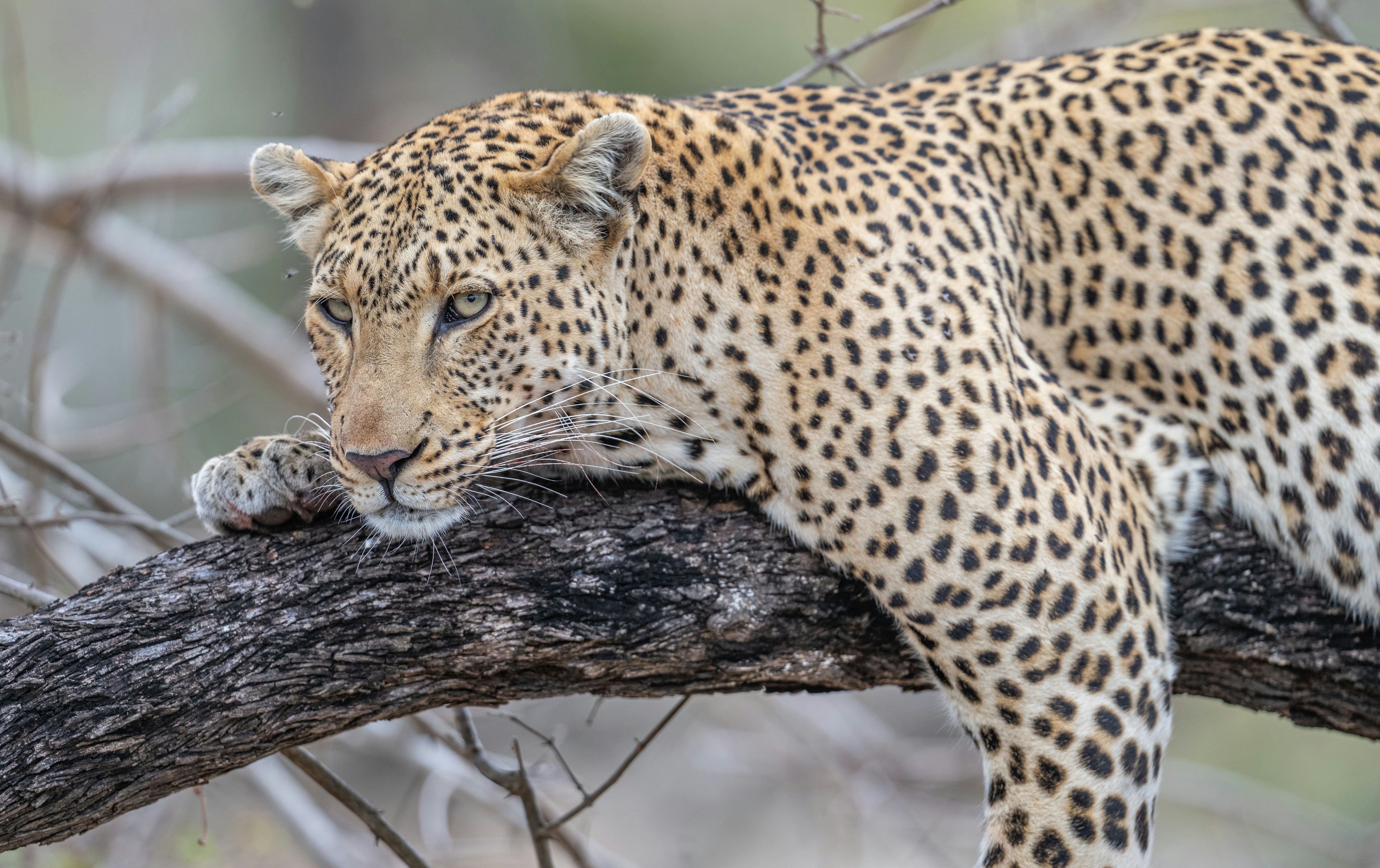 A leopard resting on a thick tree branch with its head lowered
