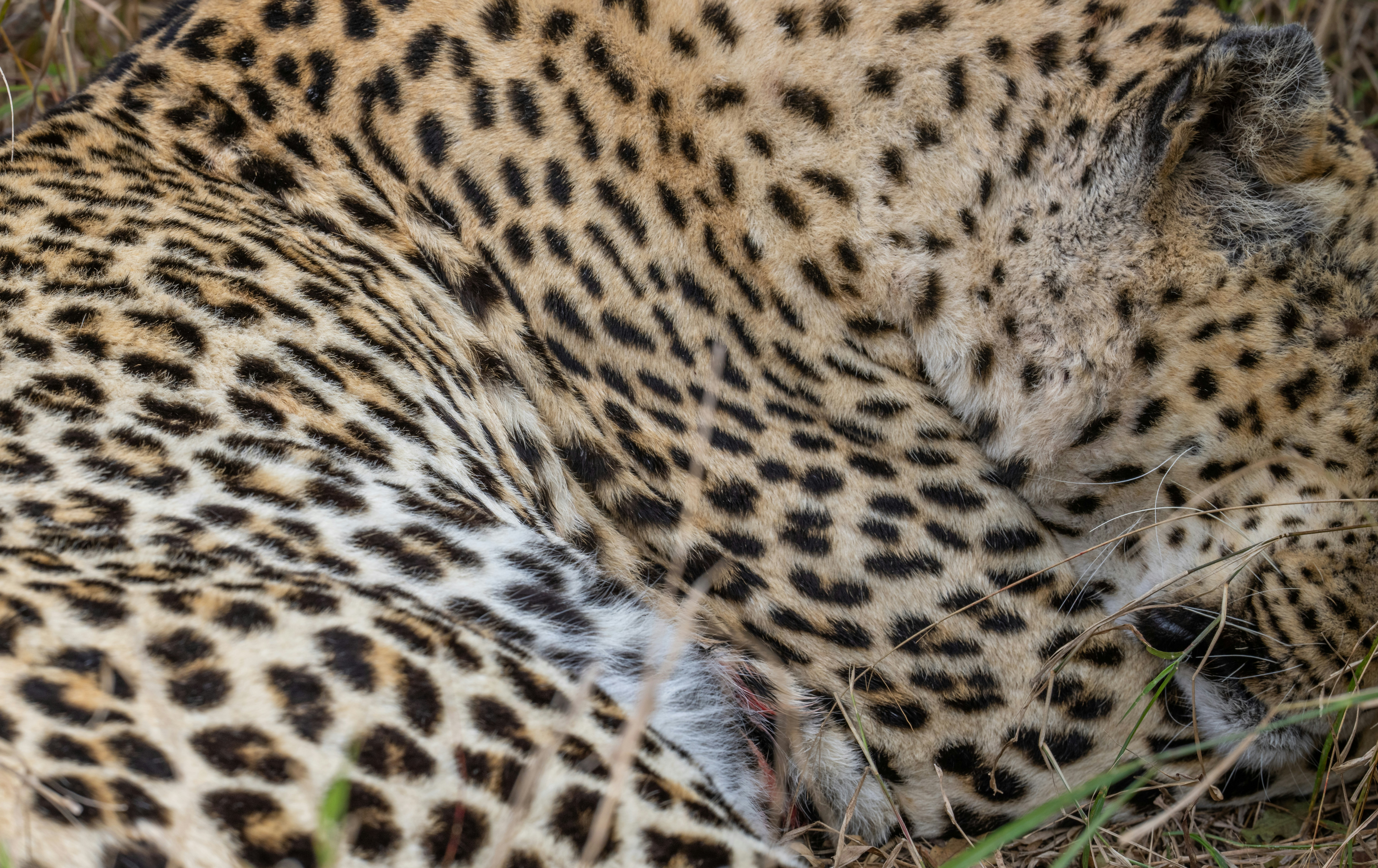 A leopard with a spotted coat resting in dry grass