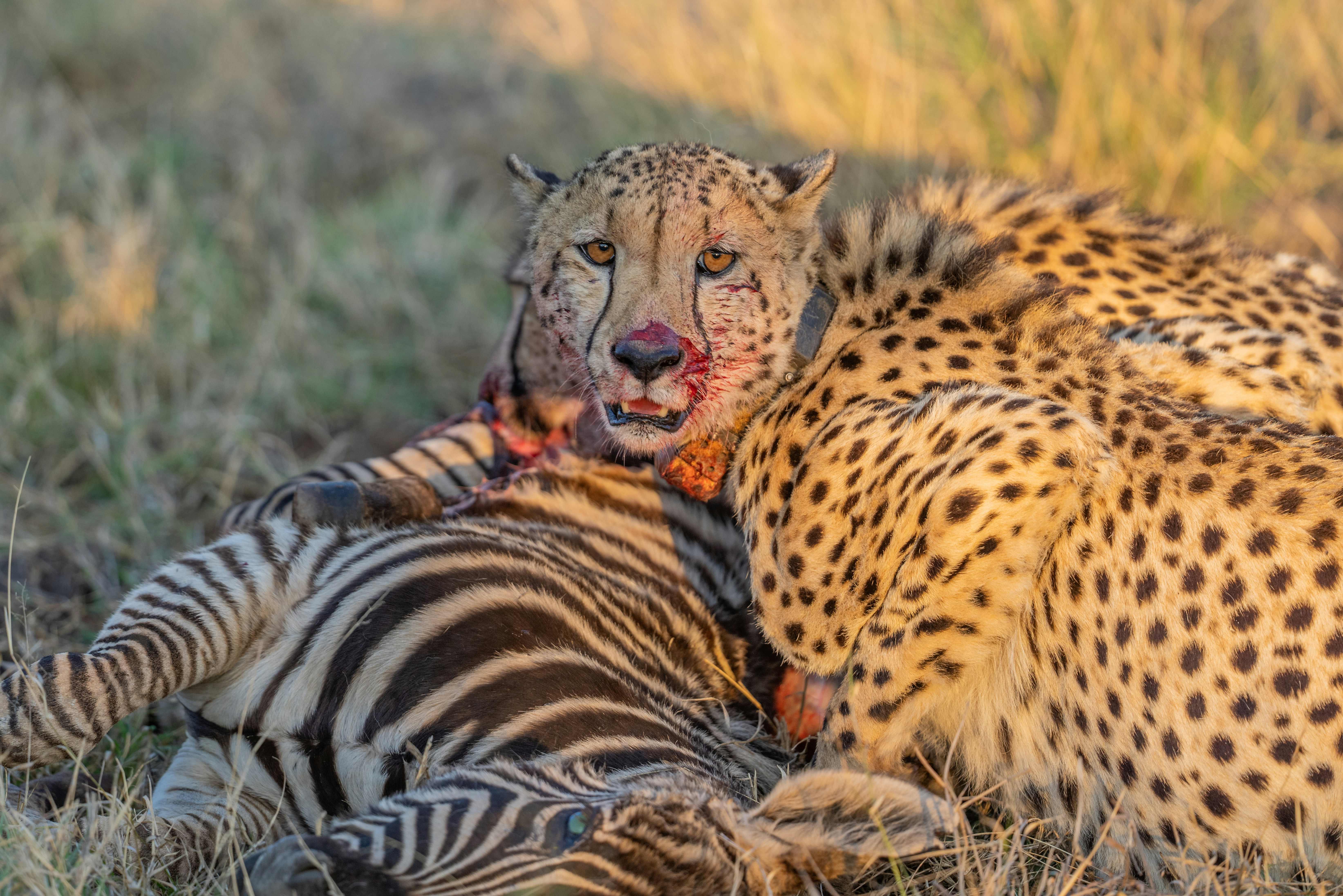 A cheetah with a bloodied face feeding on a zebra in dry grass