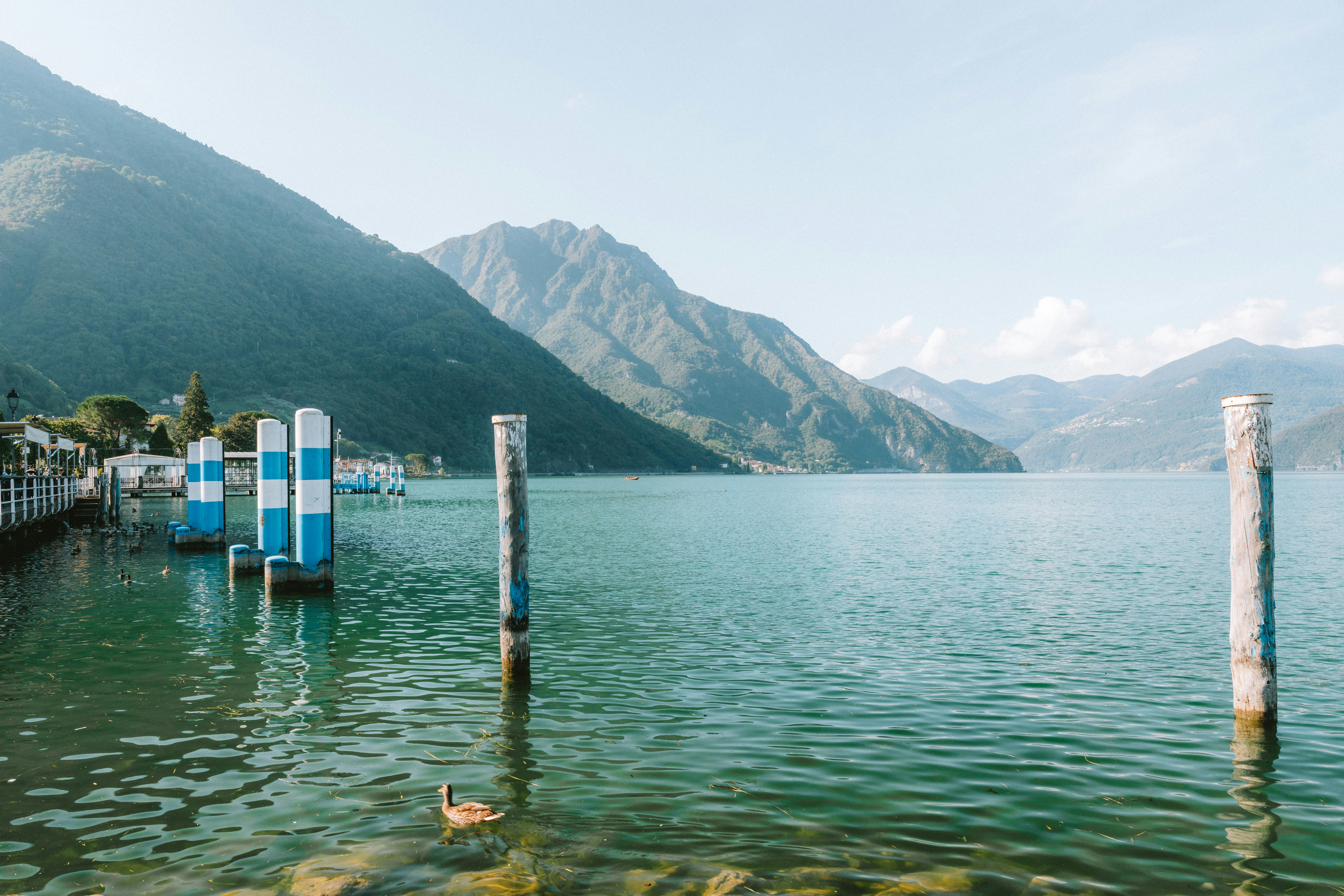 A duck swimming in a lake with wooden mooring posts and mountains