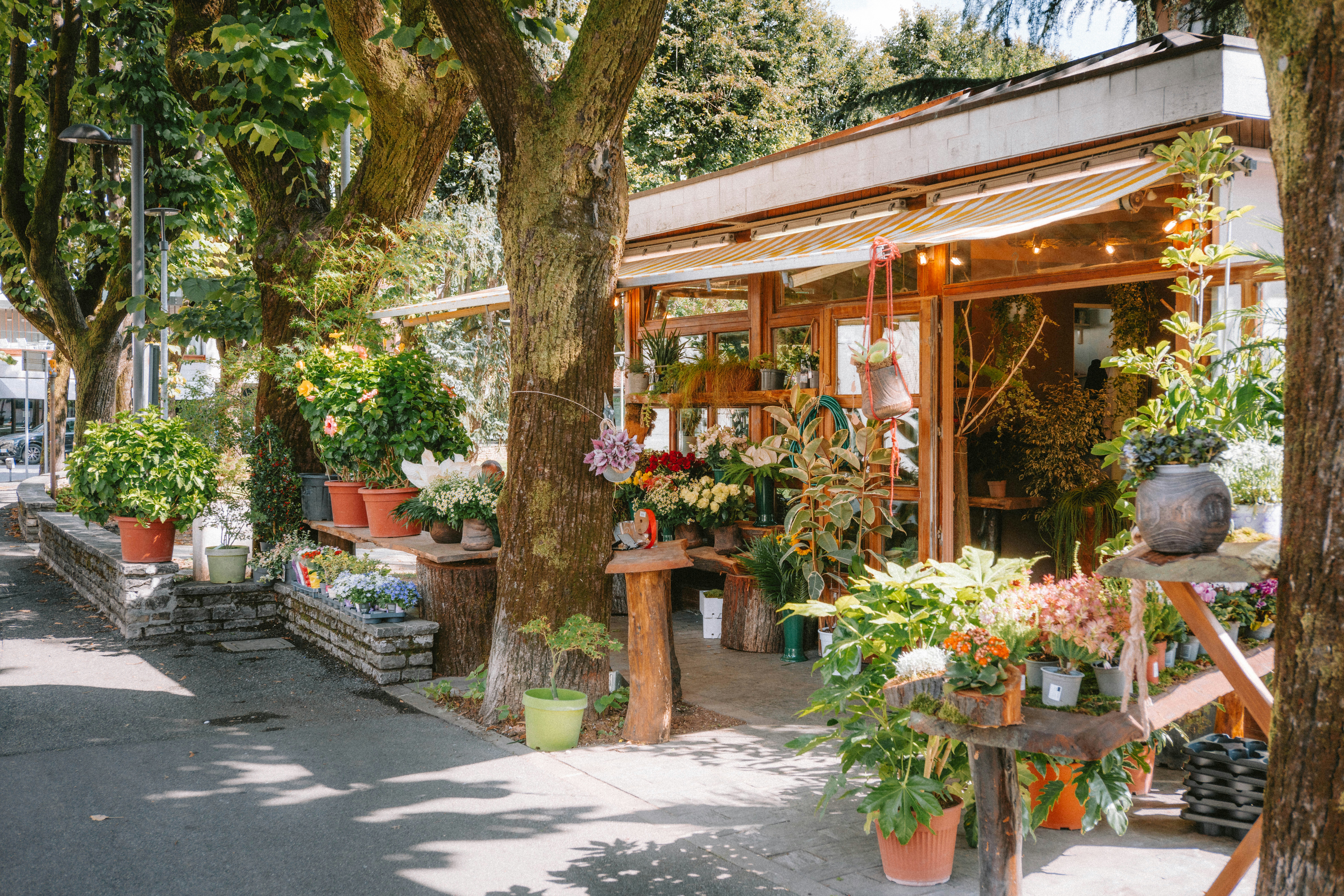 Une boutique de fleurs avec des plantes et des fleurs en pot exposées sous les arbres sur un trottoir