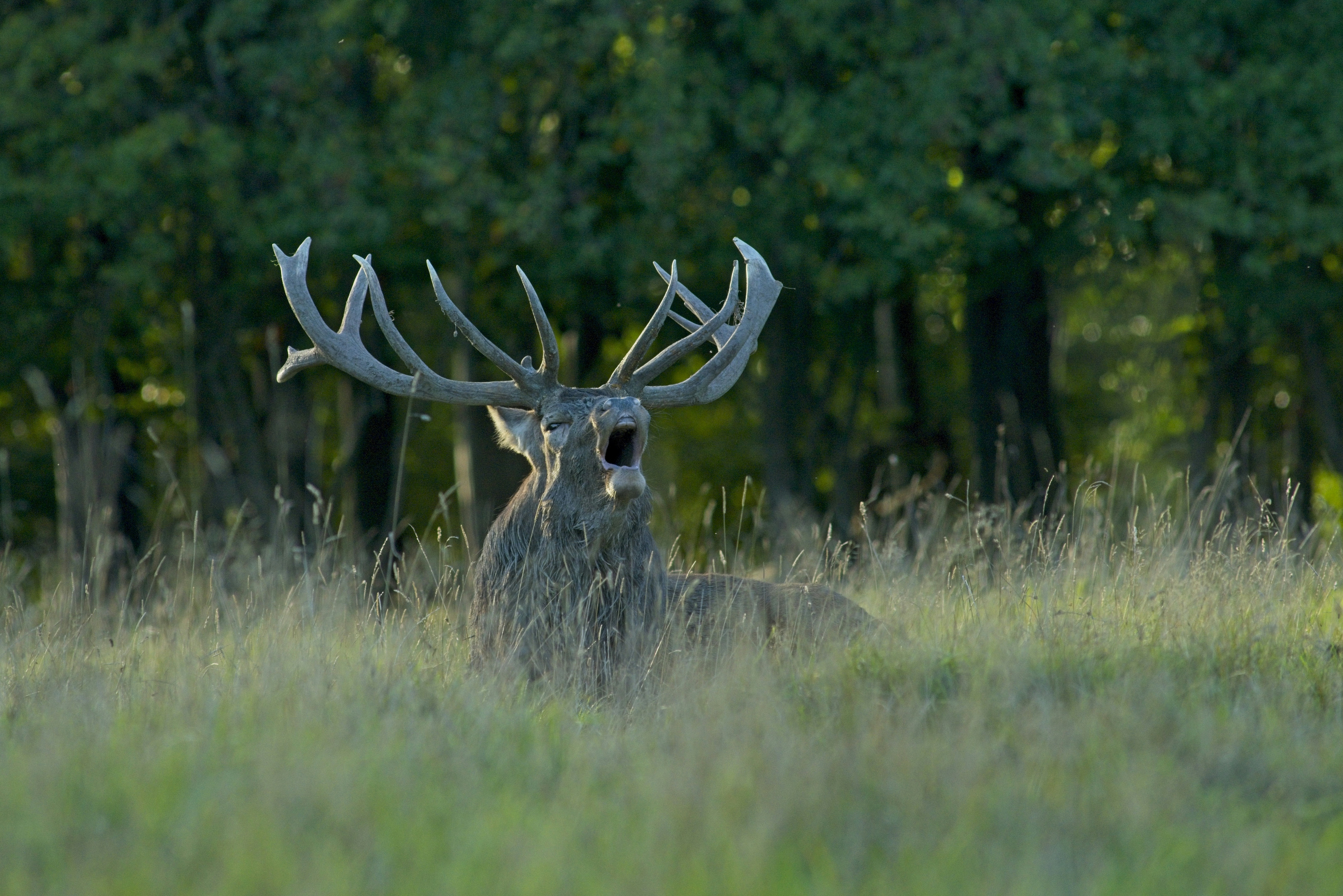 A large red deer stag with antlers calling in a grassy meadow