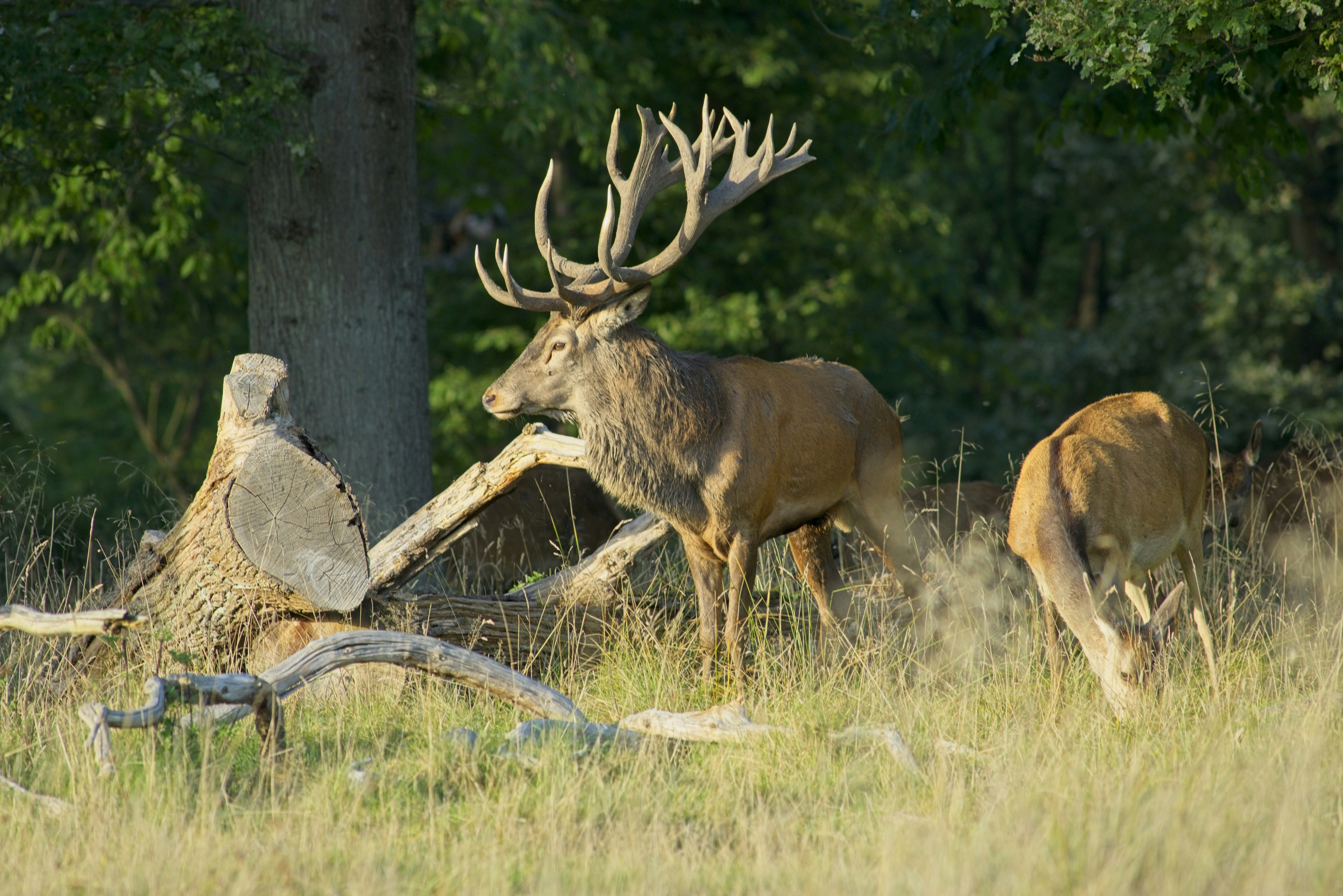 Ein Rothirschhirsch mit großem Geweih neben einer Hirschkuh auf einer grasbewachsenen Wiese