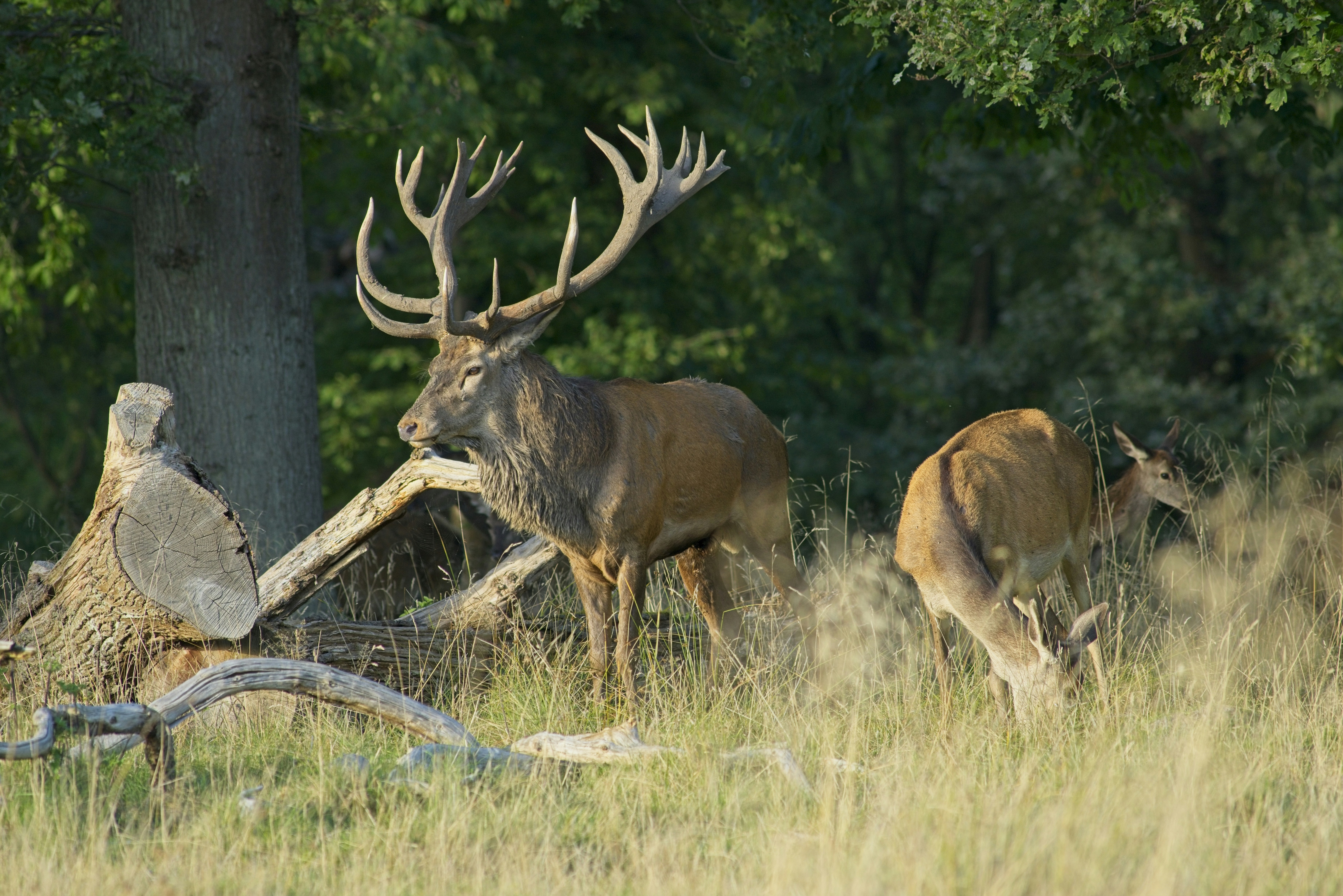 Ein großer Rothirschhirsch mit Geweih, der neben einer Hirschkuh im Wald steht