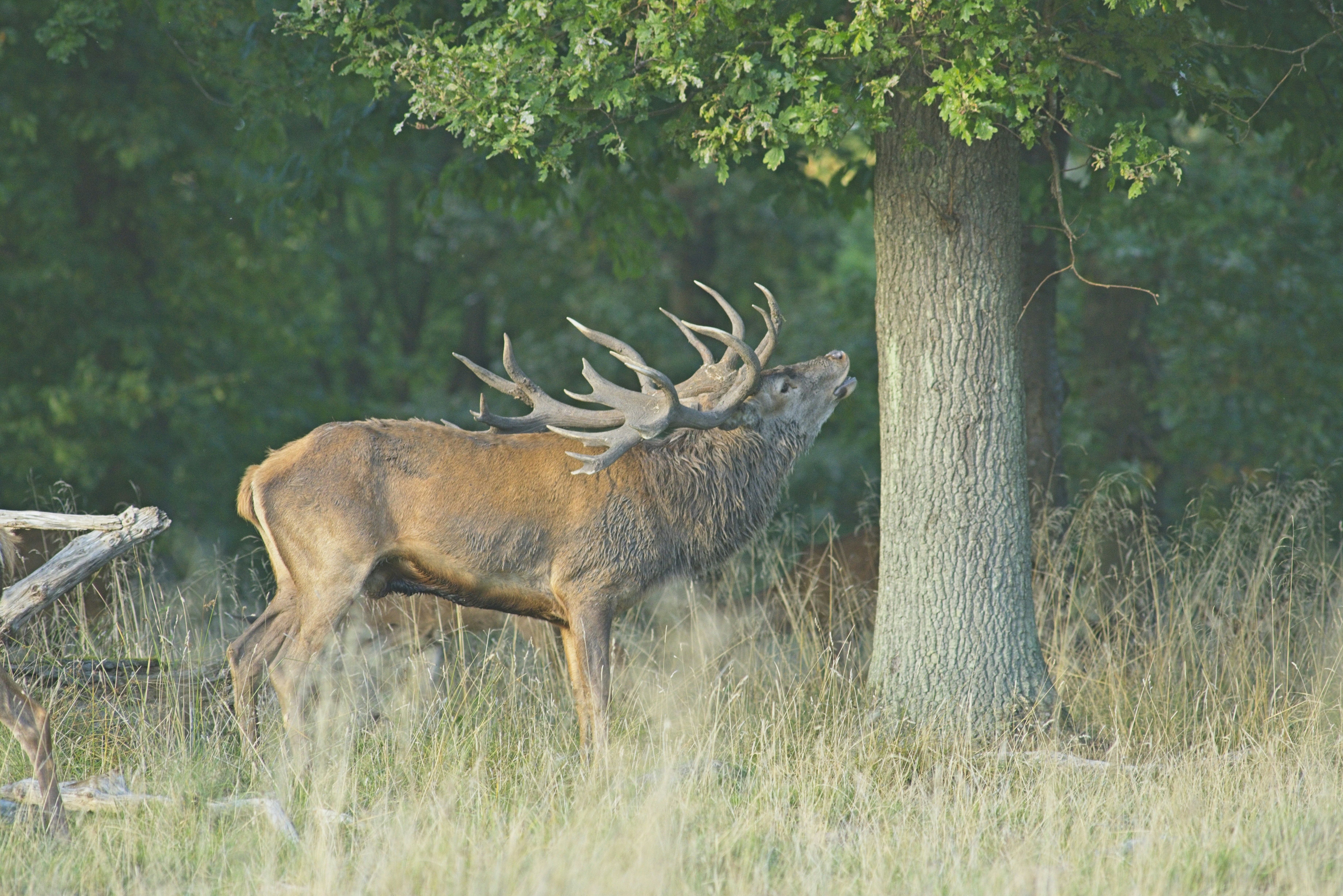 Ein Rothirschhirsch mit großem Geweih, der in der Nähe eines Baumes auf einer Wiese ruft