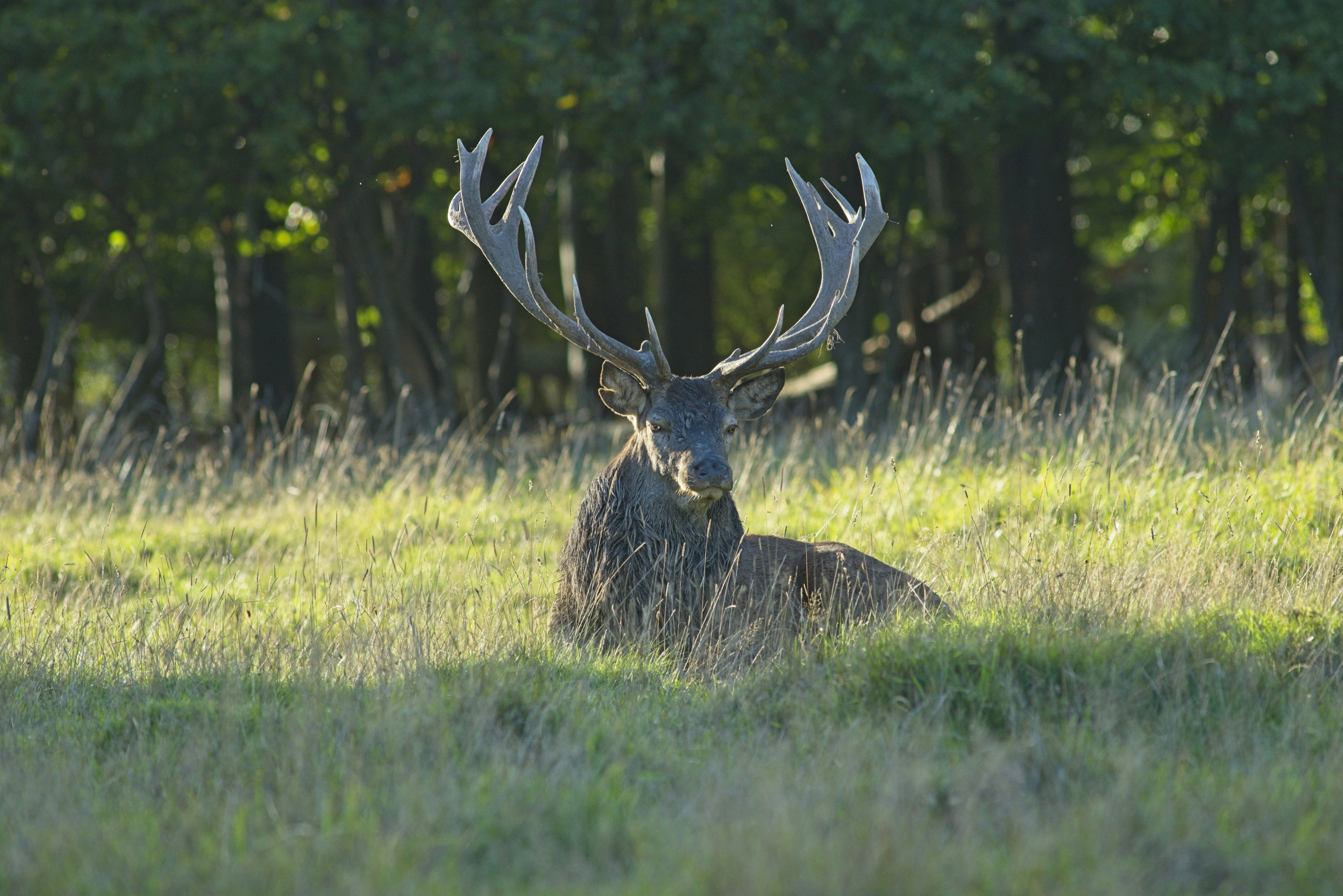 Ein großer Rothirschhirsch mit Geweih, der auf einer sonnenbeschienenen Graswiese ruht